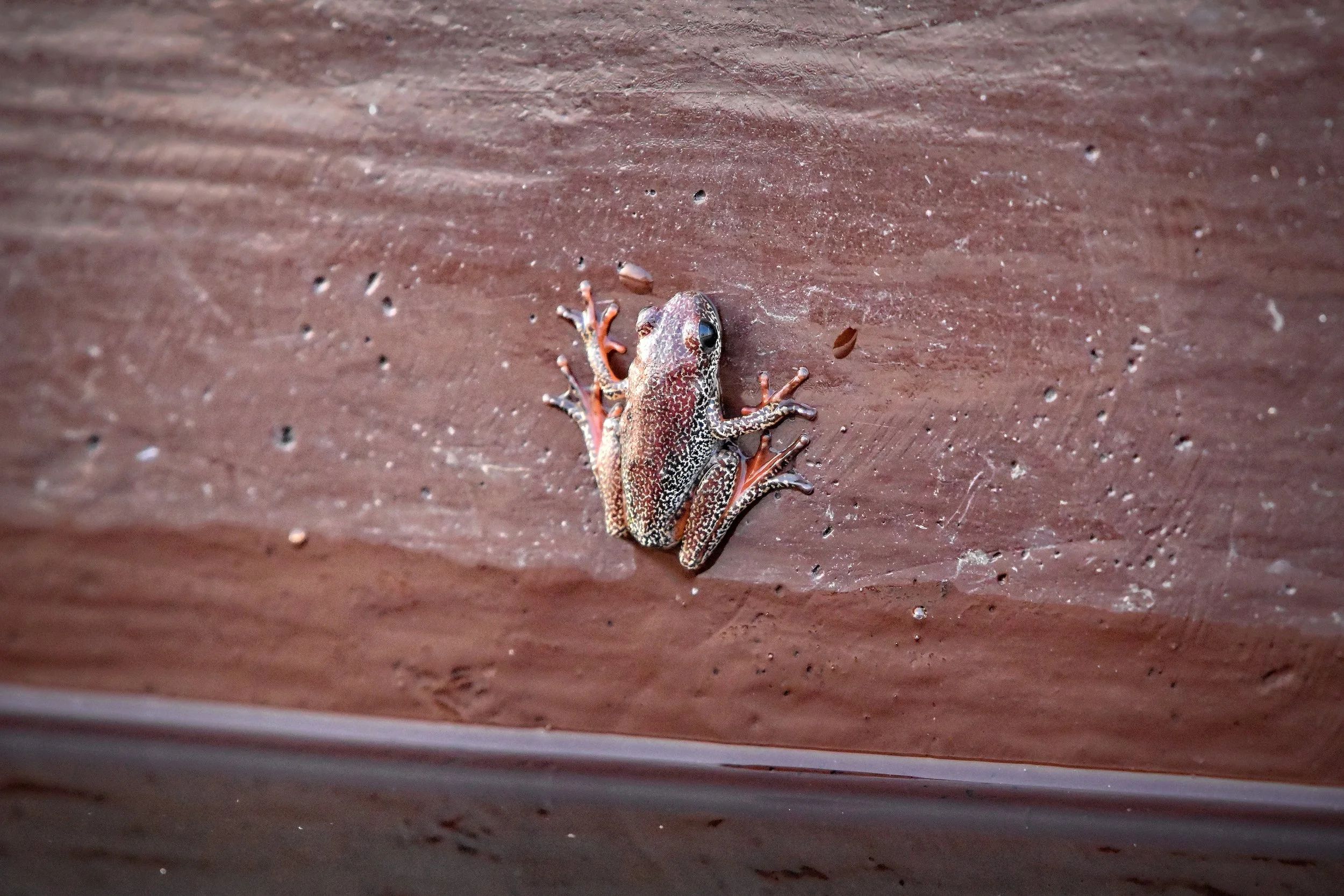Frog in Botswana, Africa