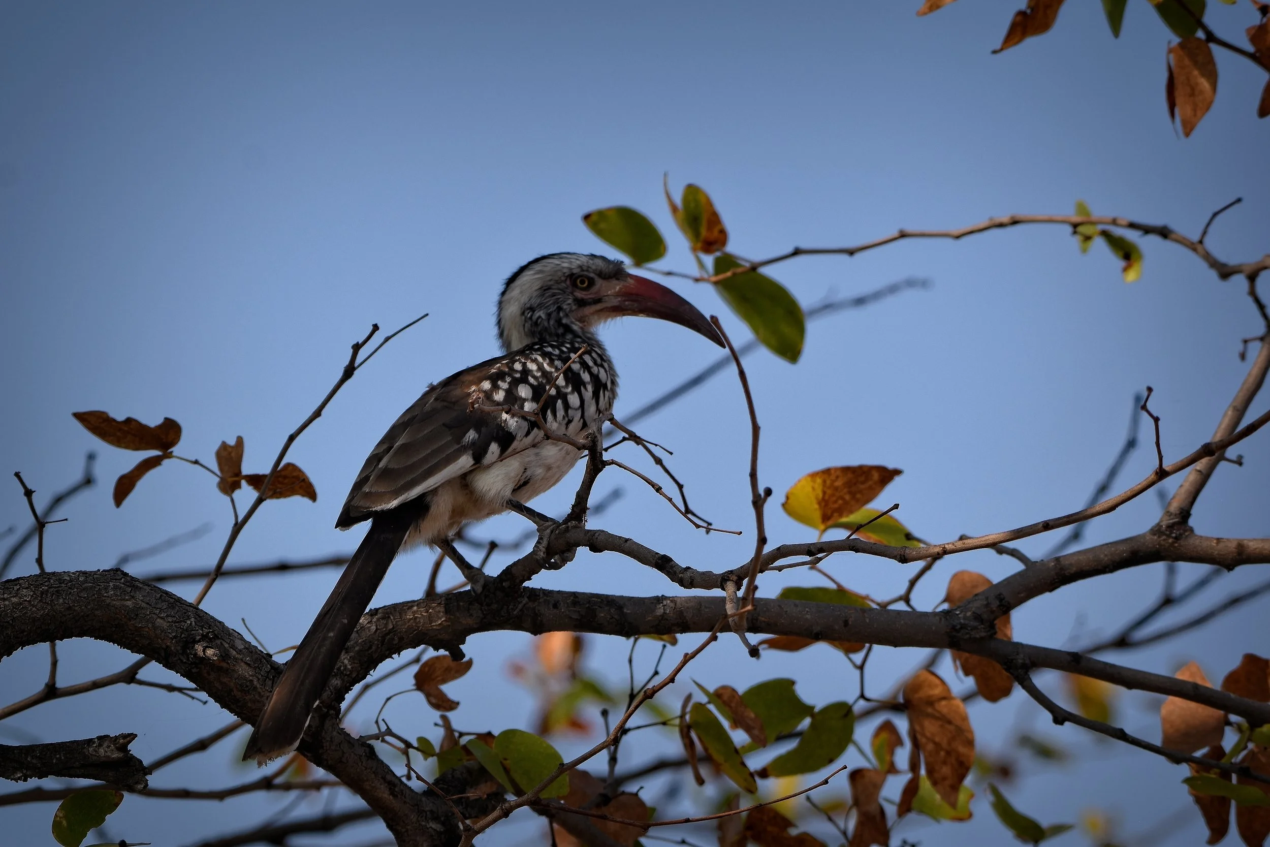Red-billed Hornbill in Botswana, Africa