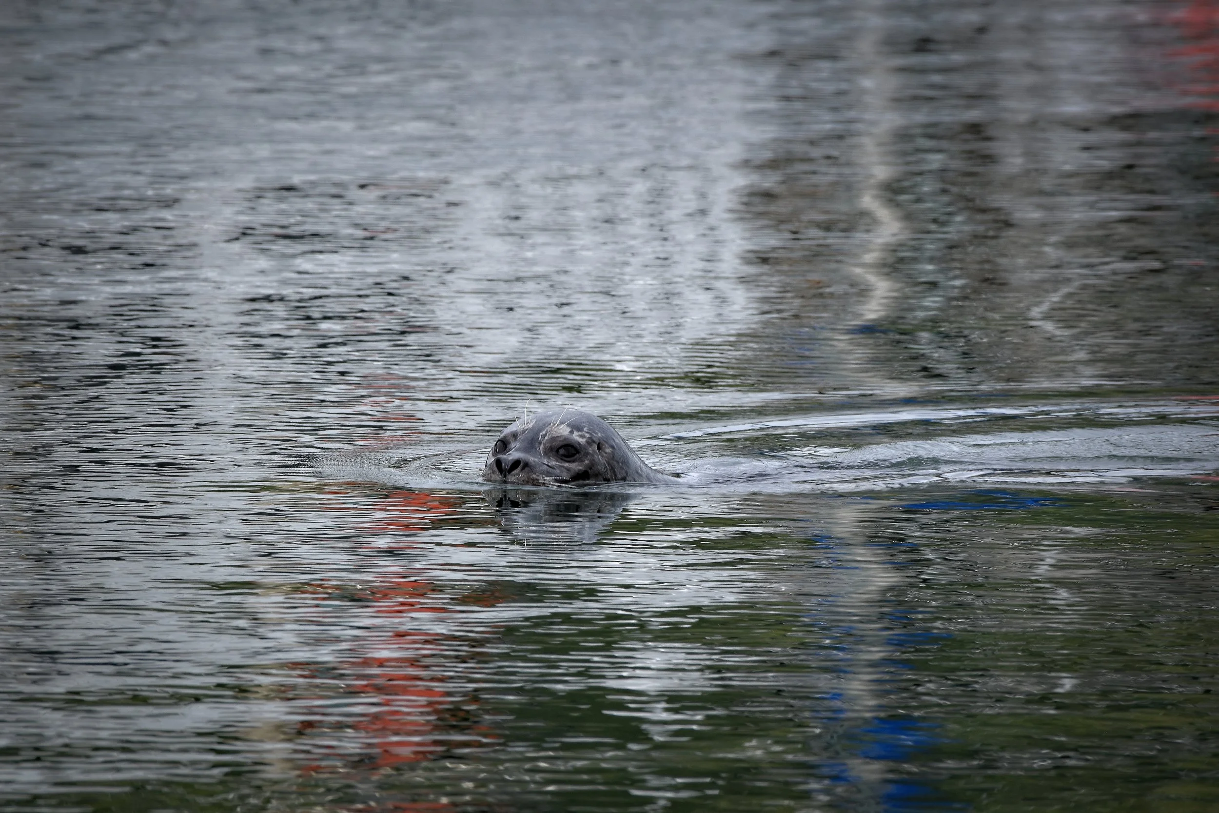Harbor Seal in Juneau, Alaska