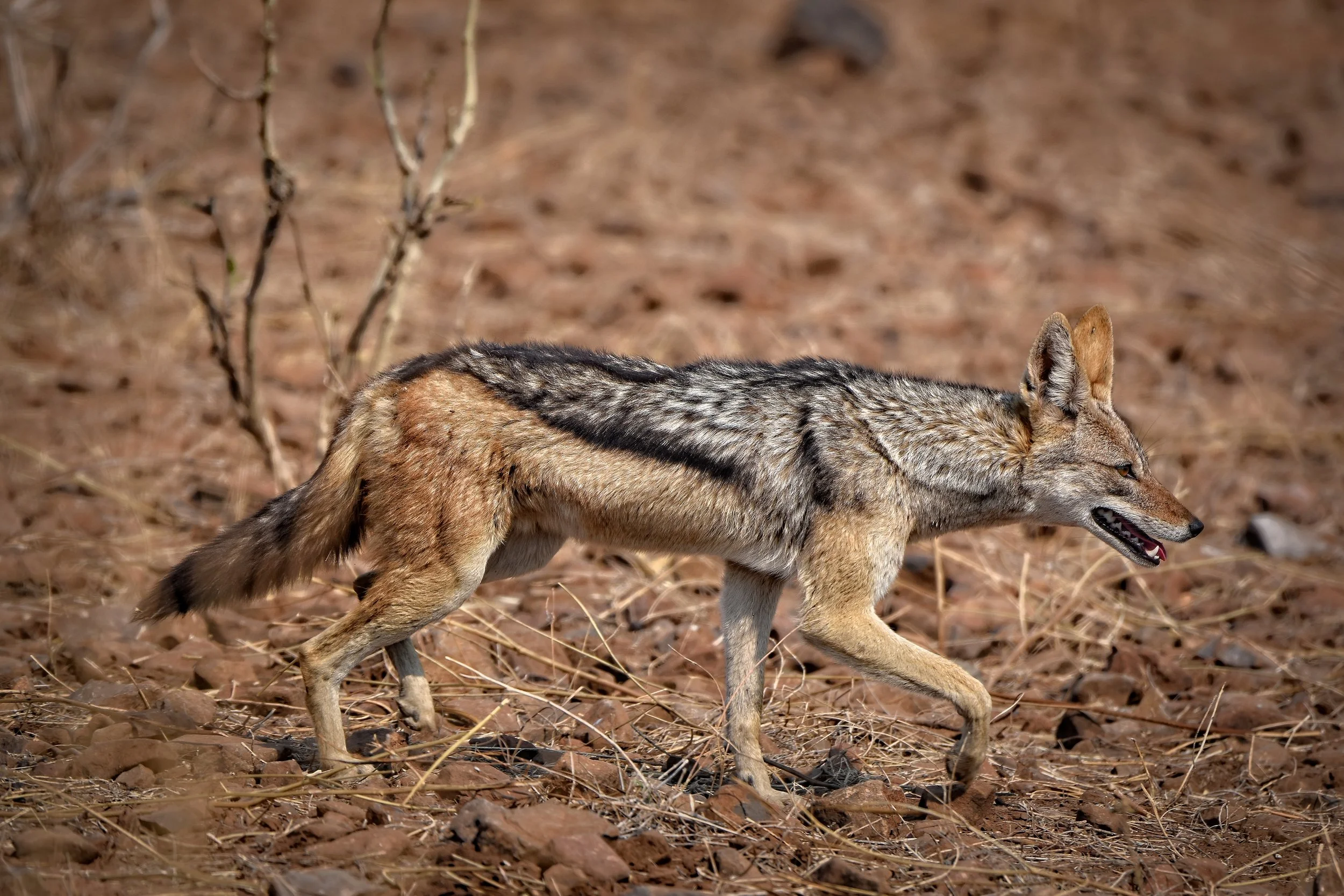 Black-backed Jackal in Botswana, Africa