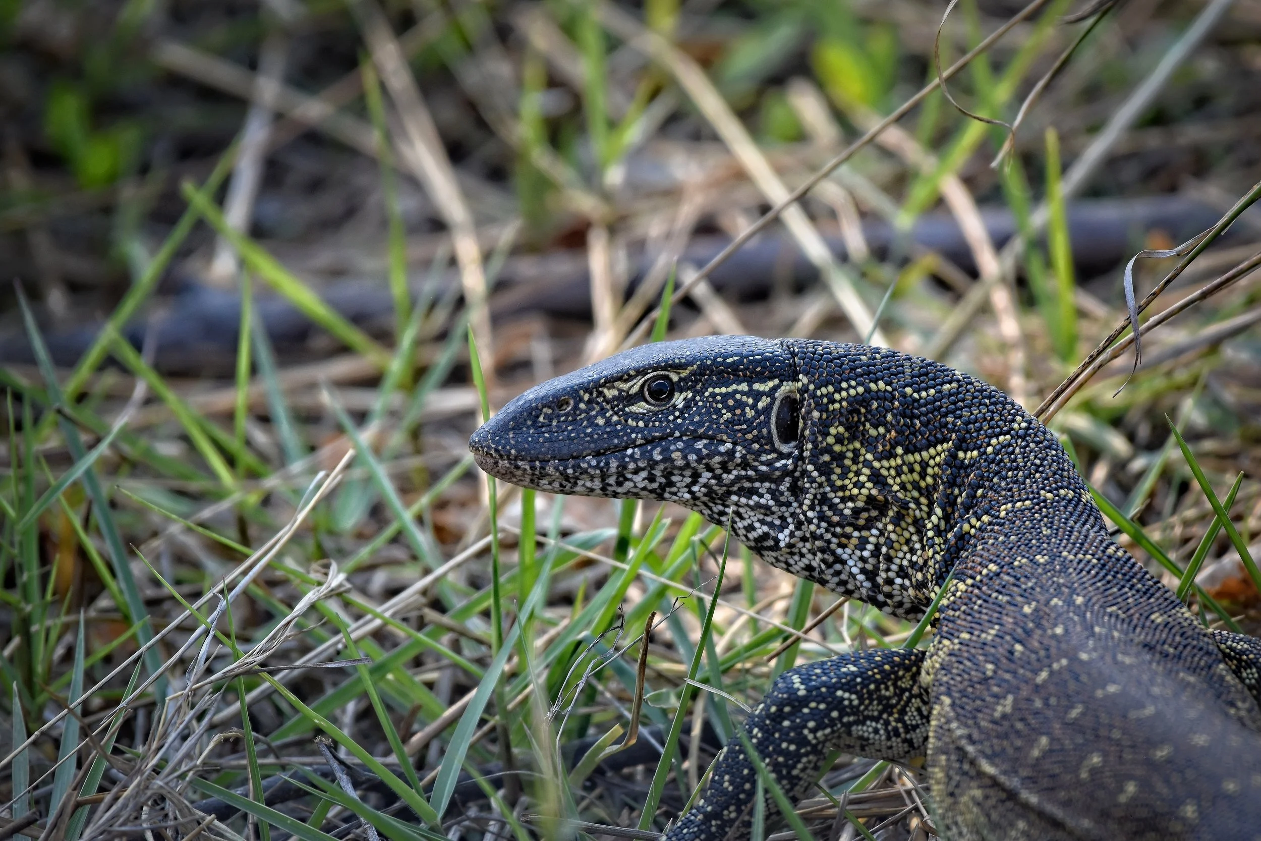 Monitor Lizard in Botswana, Africa