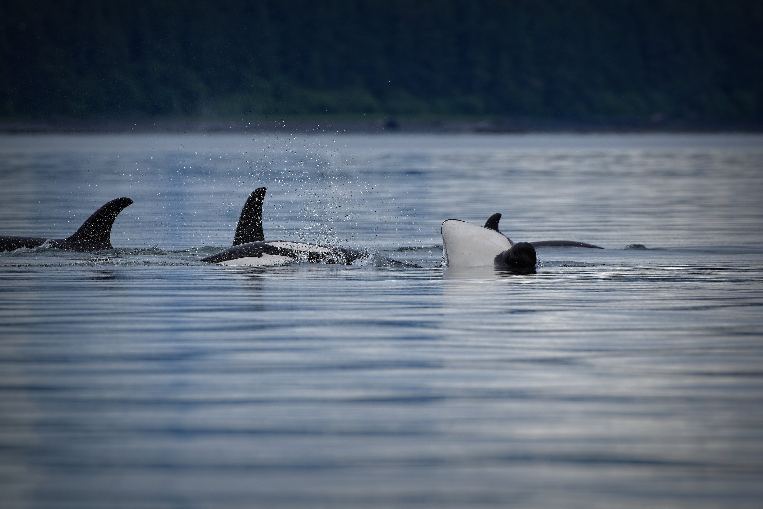 Photo of a pod of Orcas captured in Juneau, Alaska.