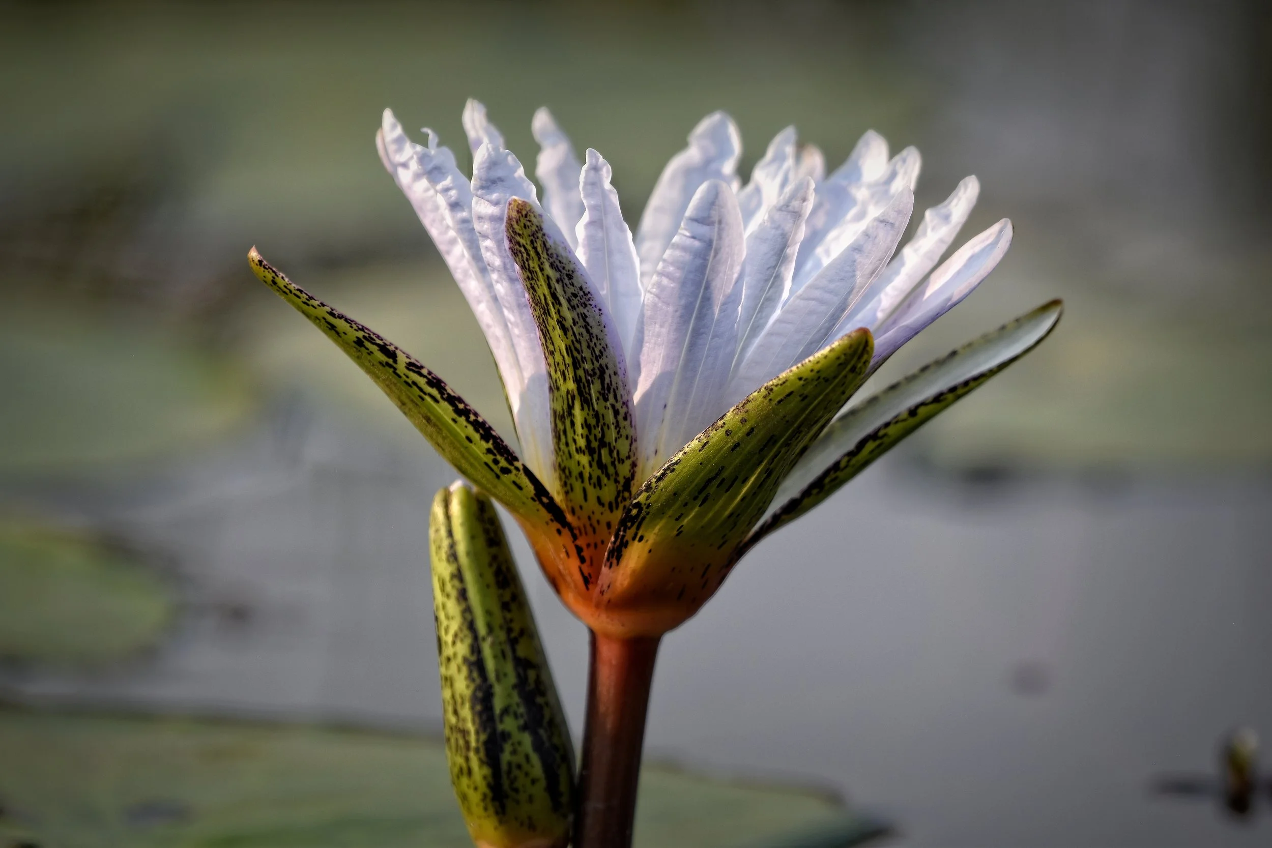 Lily in Botswana, Africa