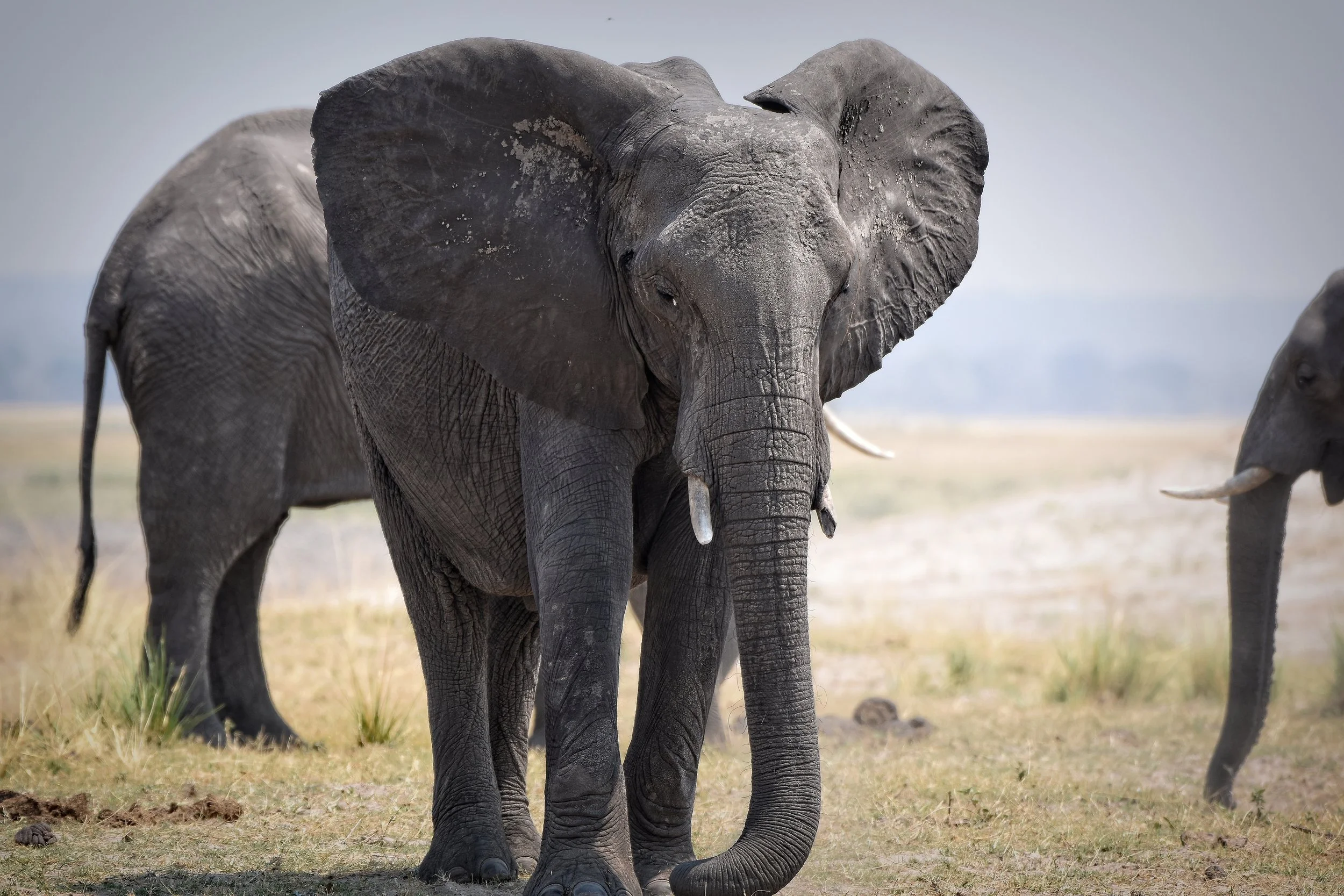 Elephant in Botswana, Africa