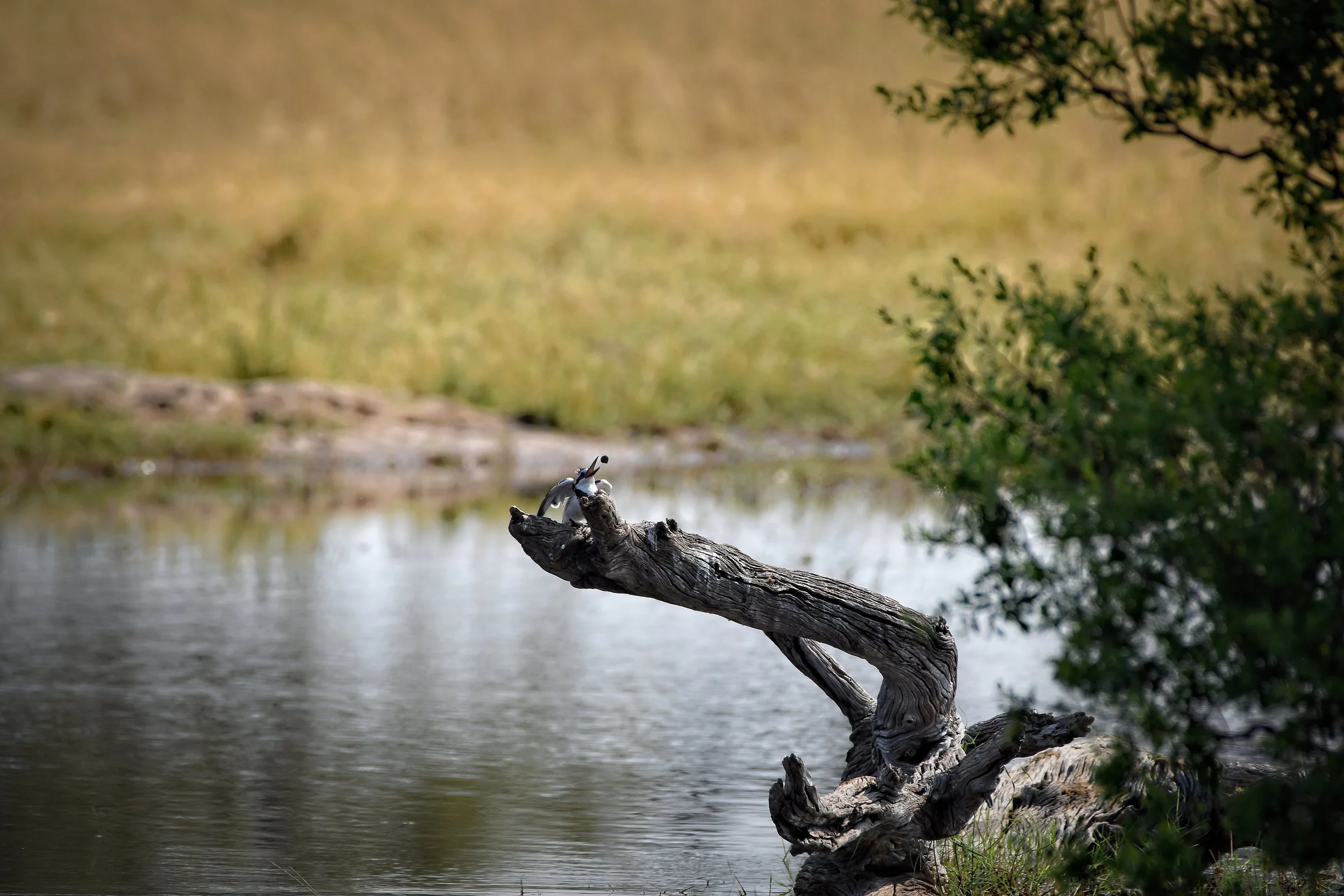 Kingfisher African Wildlife Photography Print