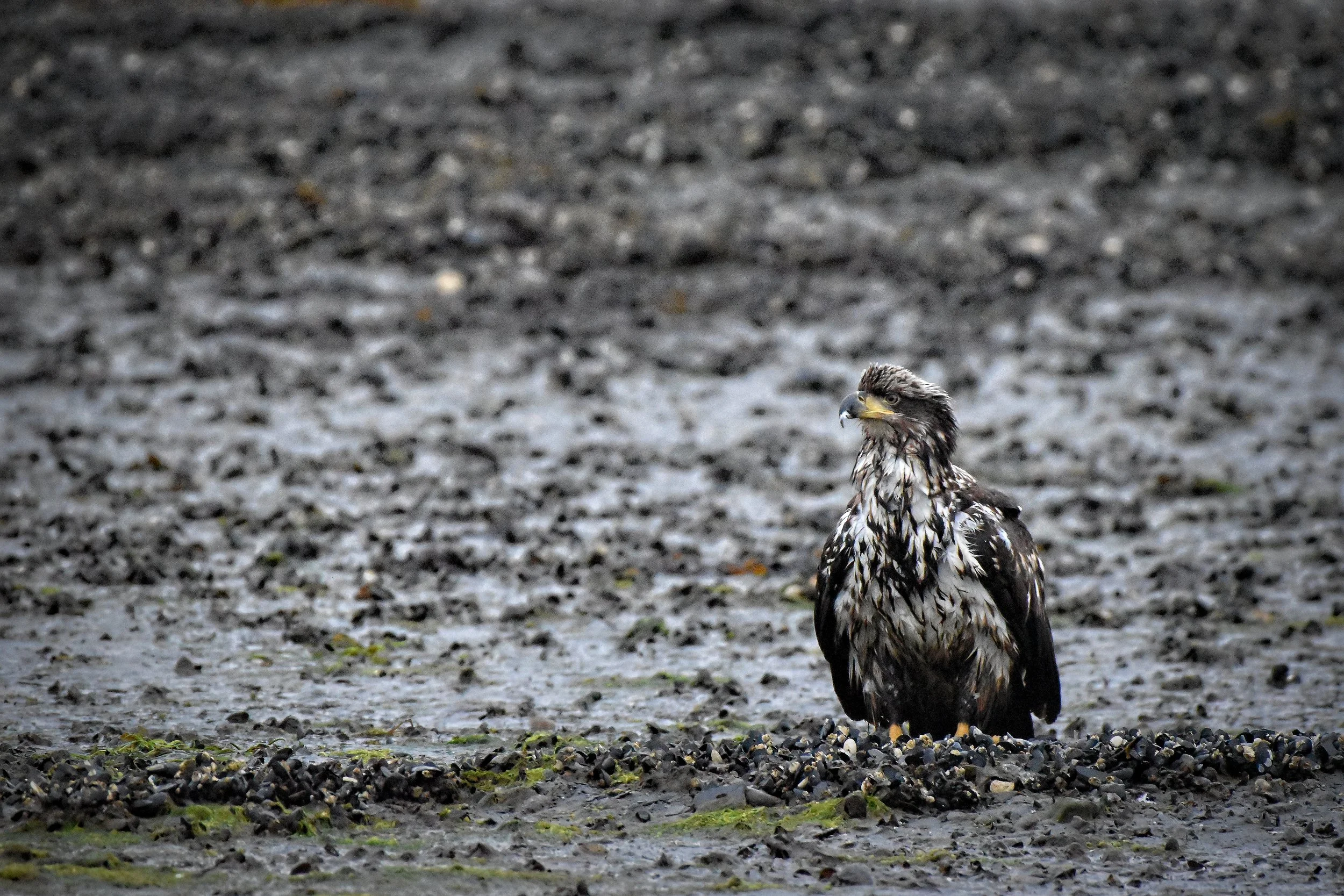 Juvenile American Bald Eagle in Juneau, Alaska