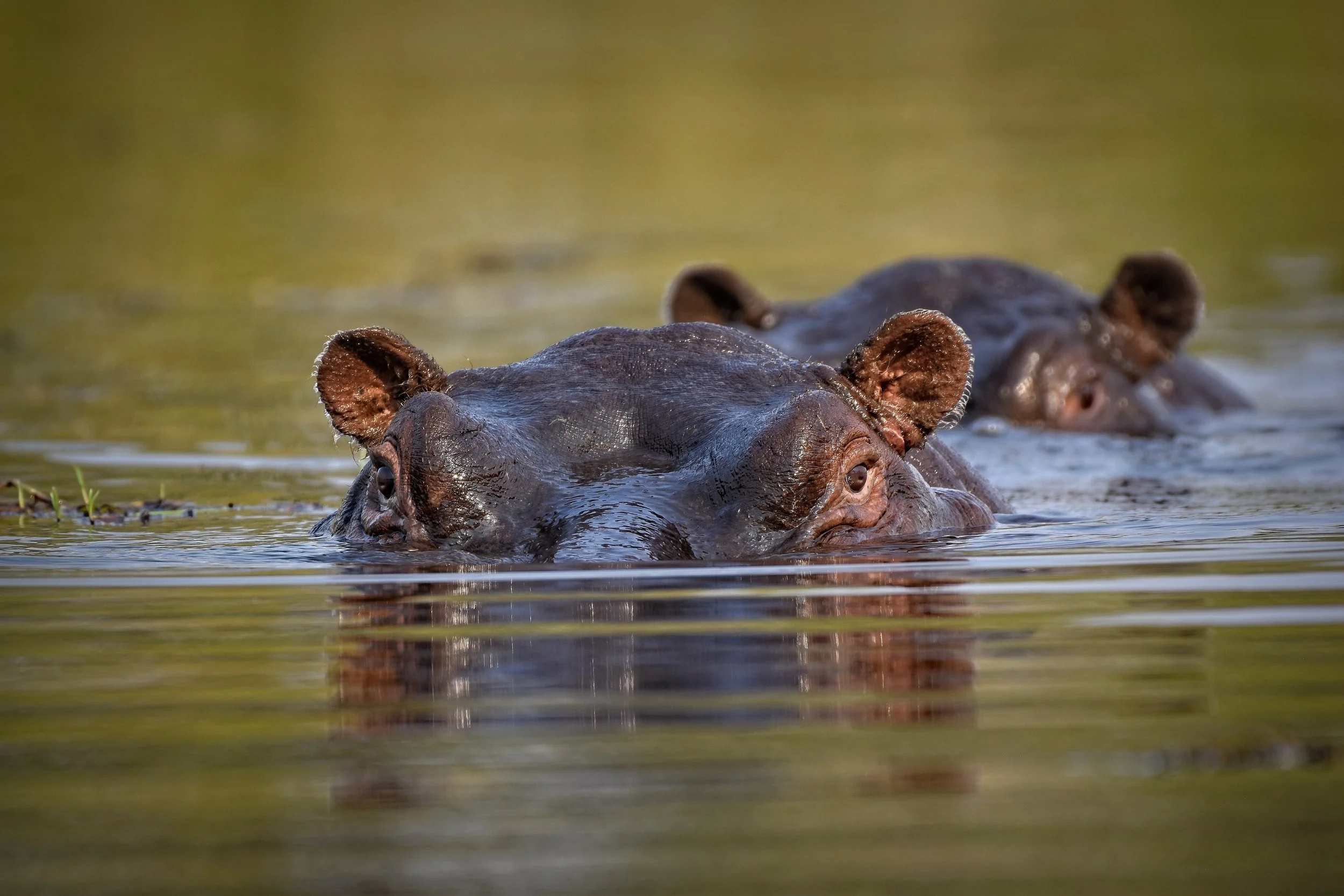 Submerged Hippos African Wildlife Print