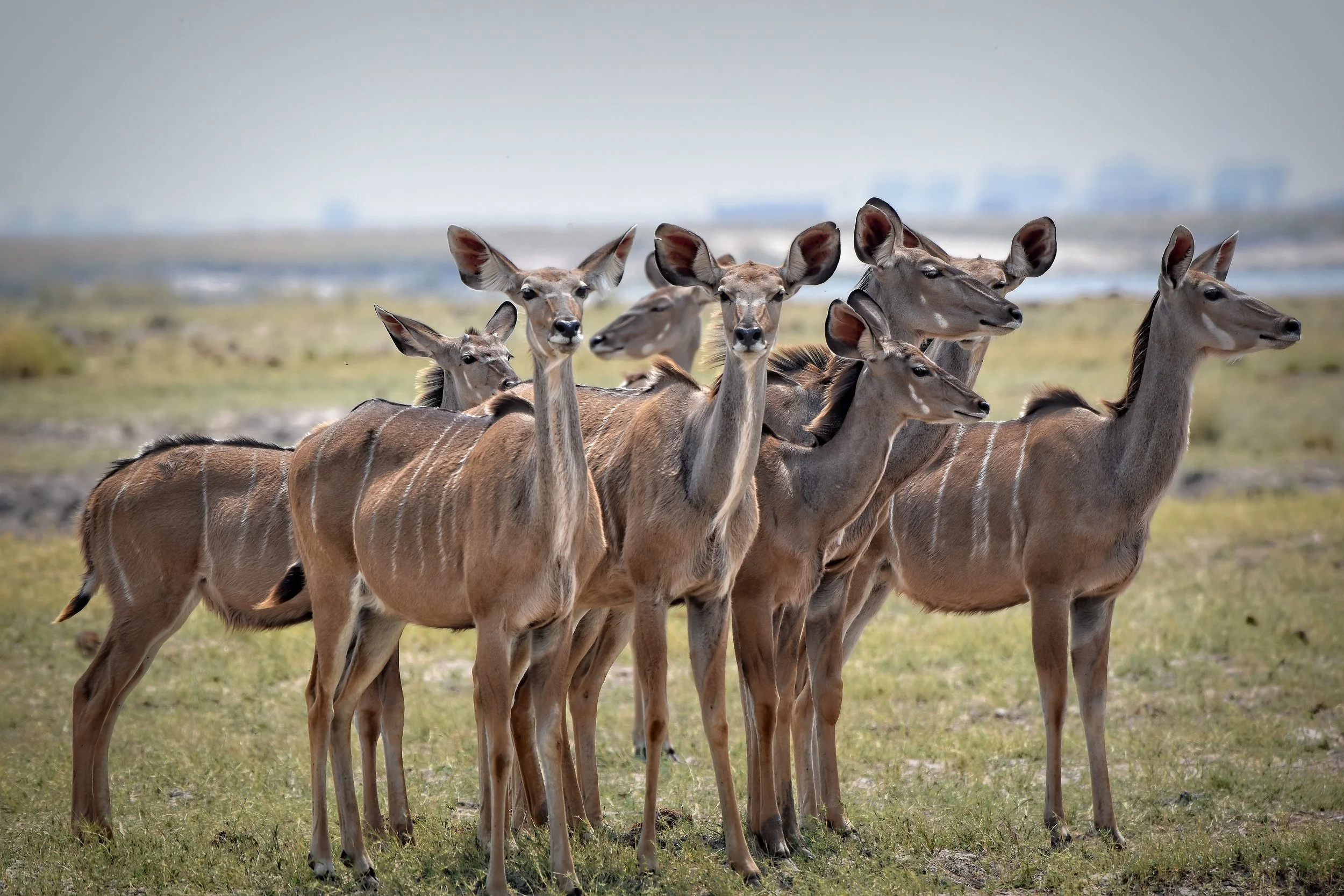 Kudu in Botswana, Africa