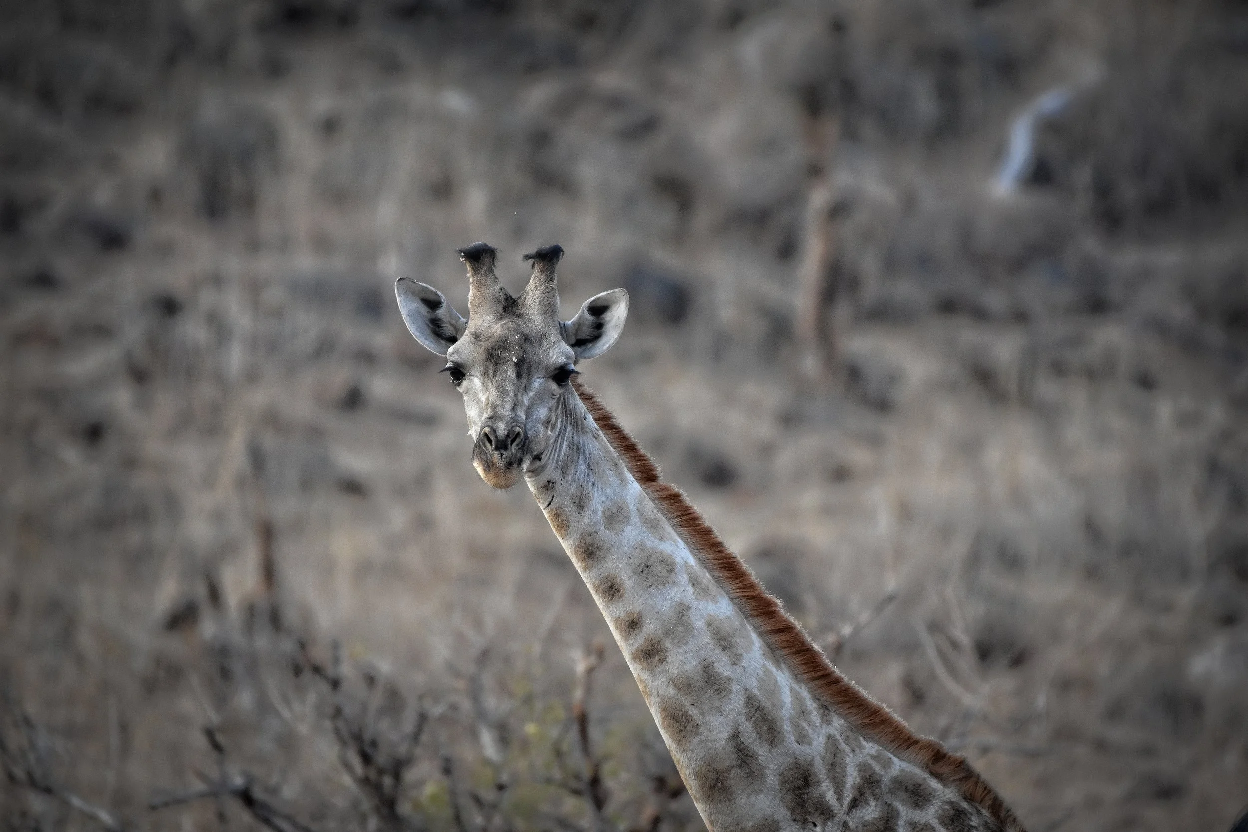 Giraffe in Botswana, Africa