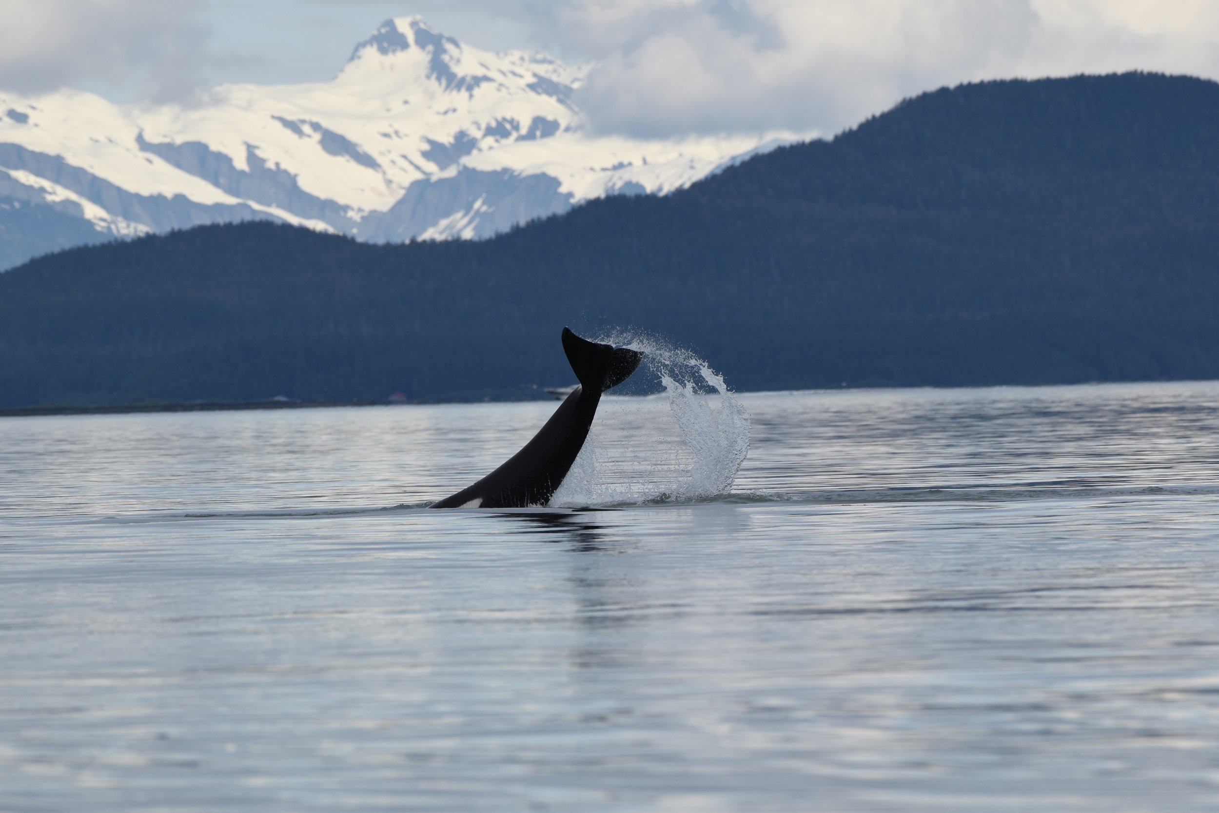 Juneau: Beneath the Surface, Beyond the Shore