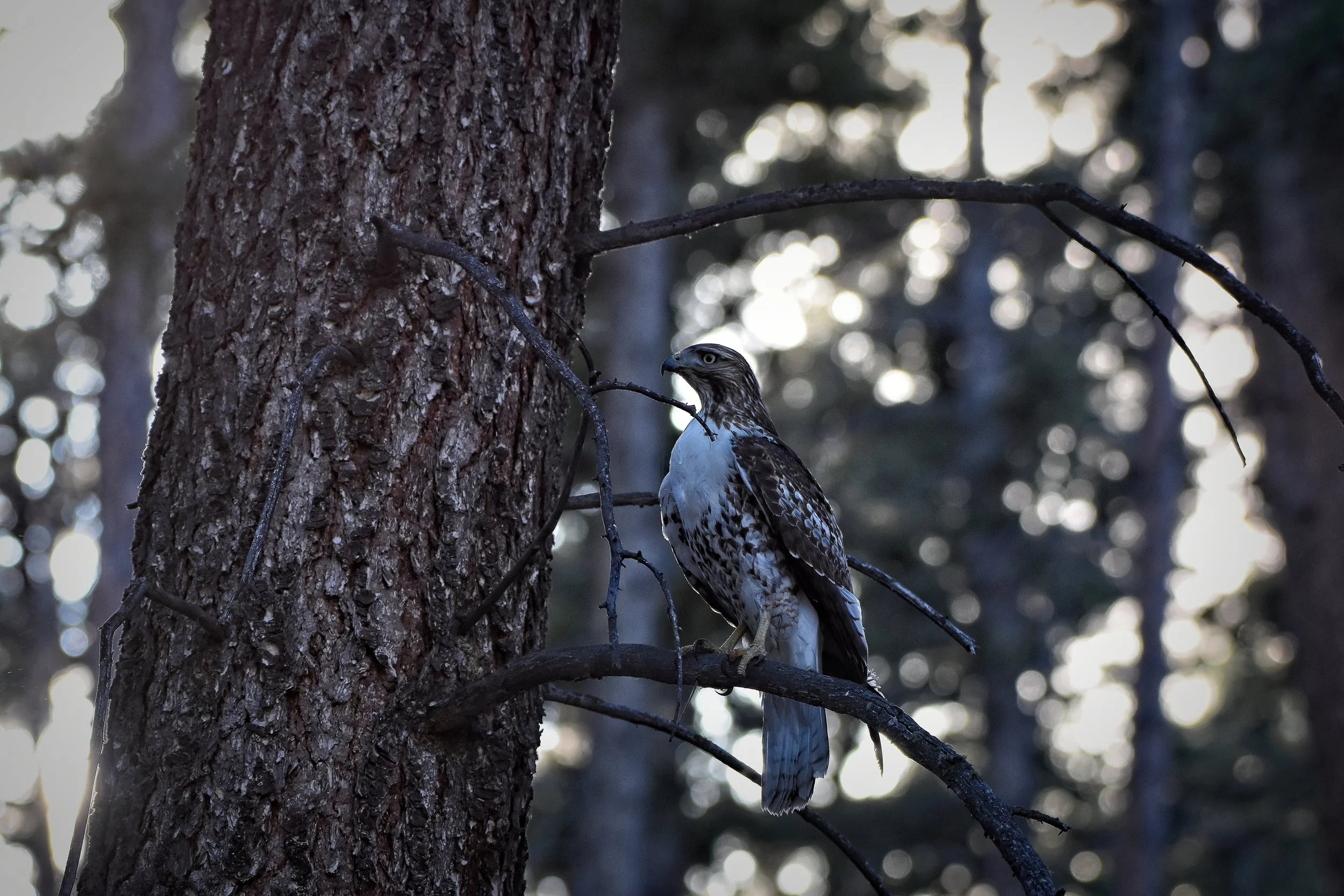 A juvenile Red-tailed Hawk perched on a branch.