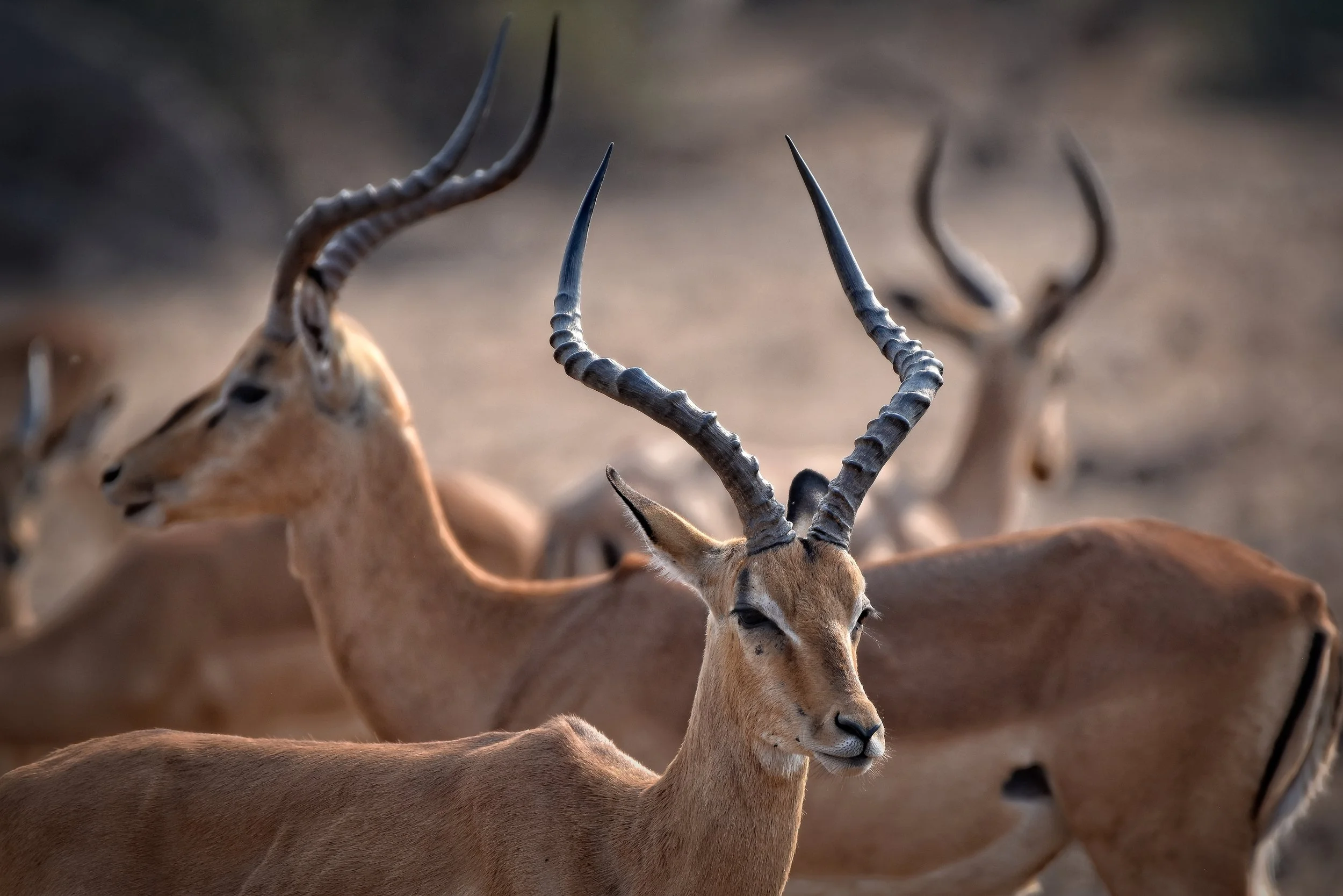 Impala in Botswana, Africa