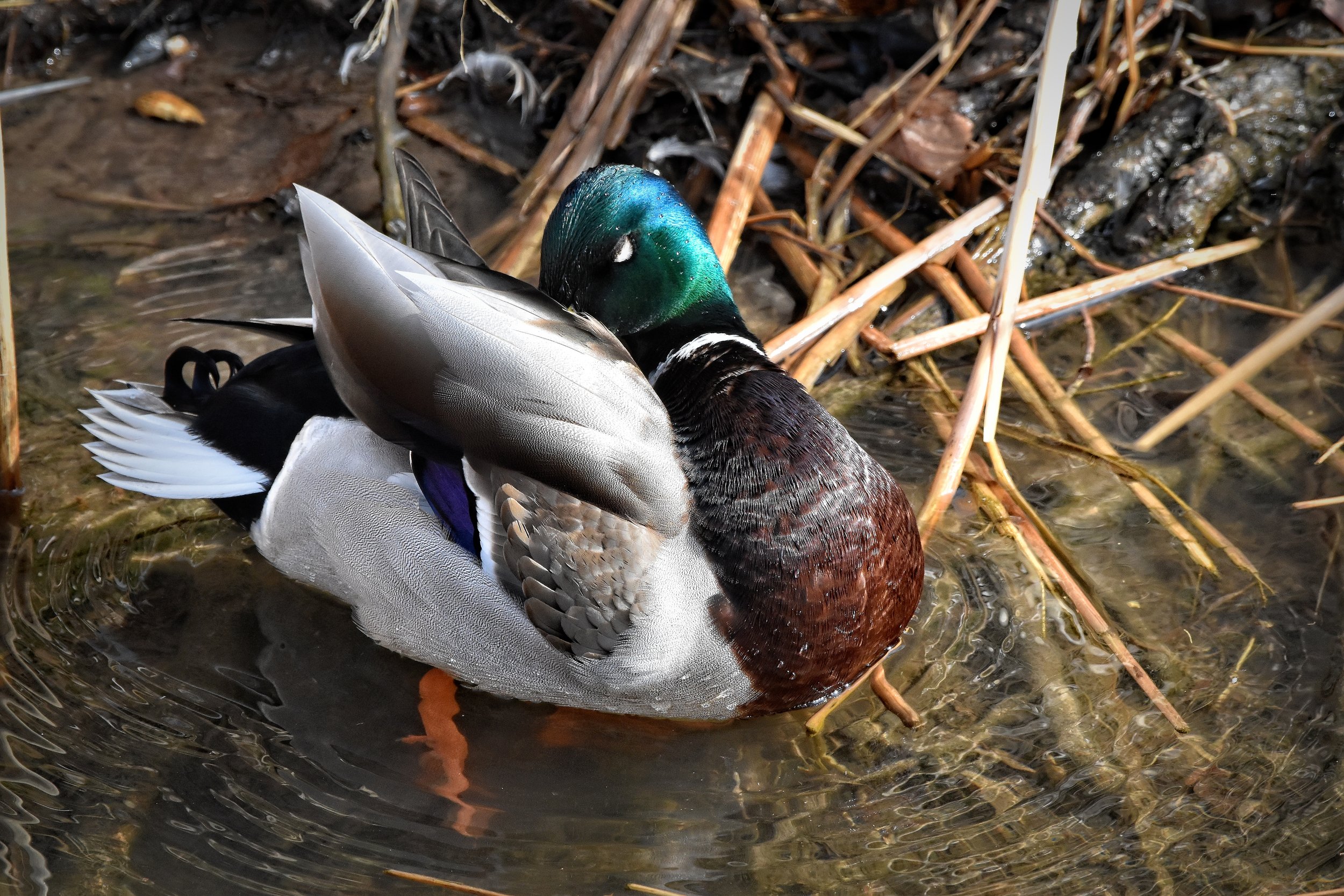 Mallard Duck in Colorado