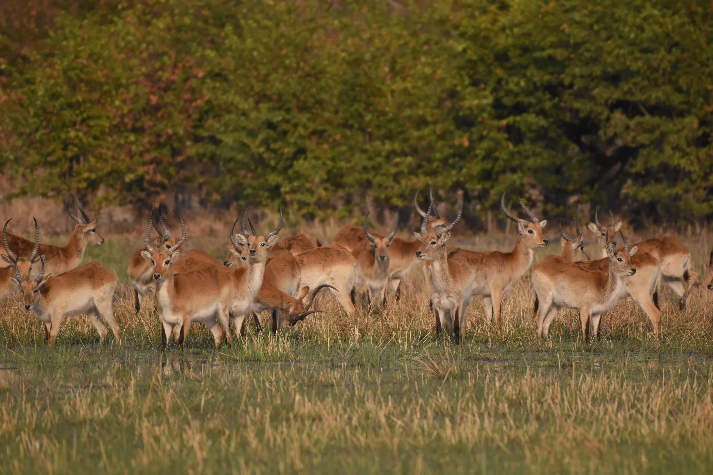 Lechwe in Botswana, Africa