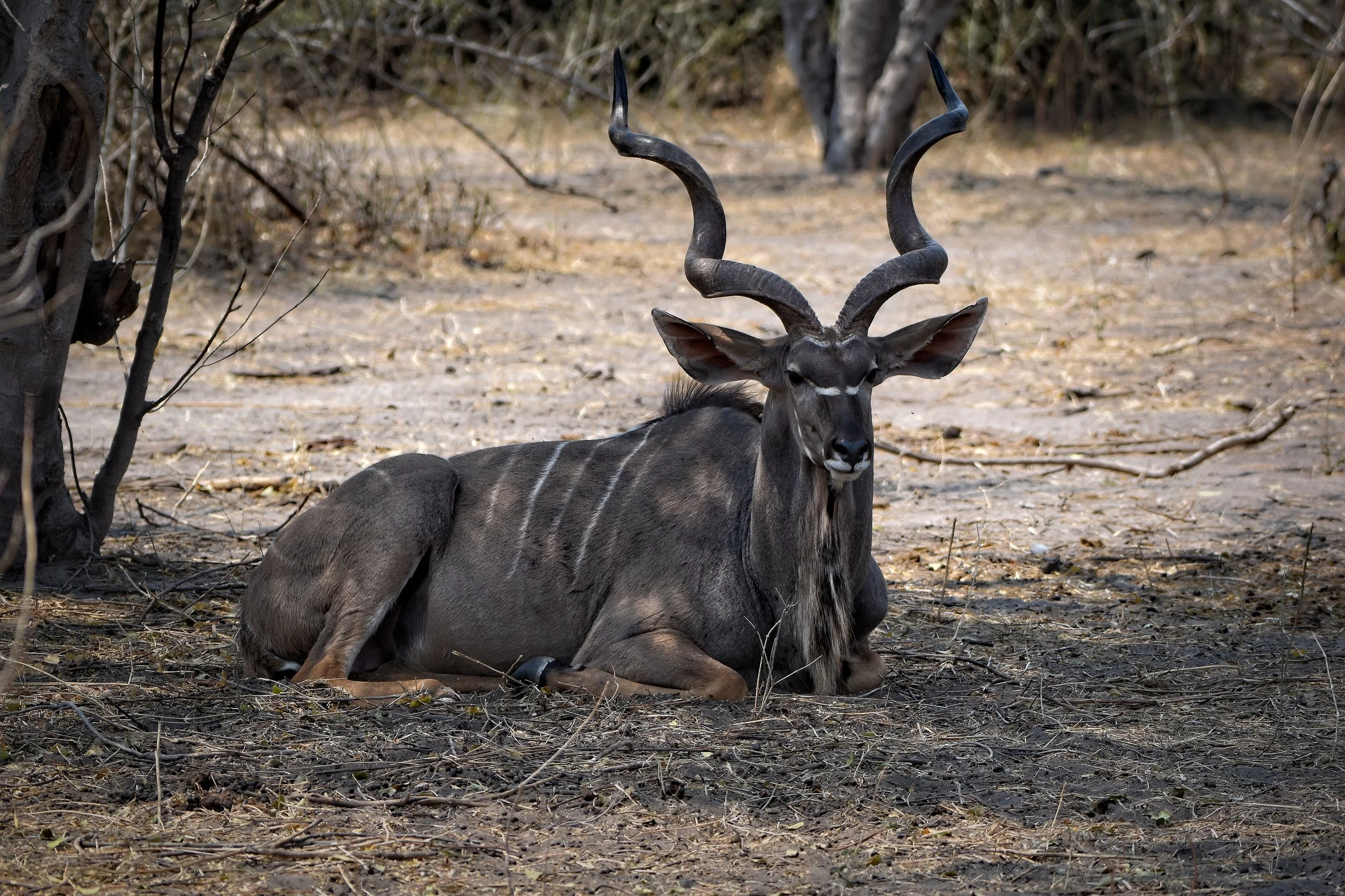 Kudu in Botswana, Africa