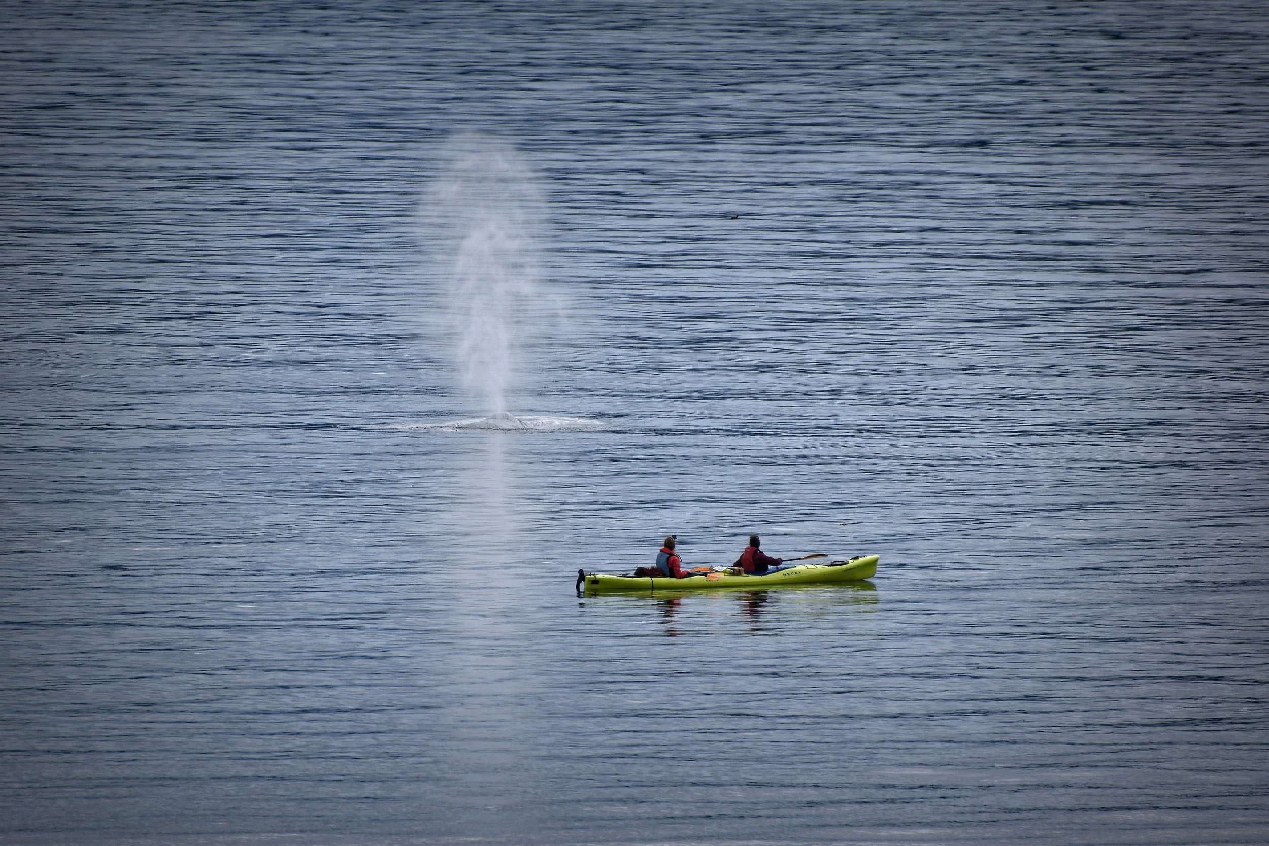 Humpback Whale in Juneau, Alaska