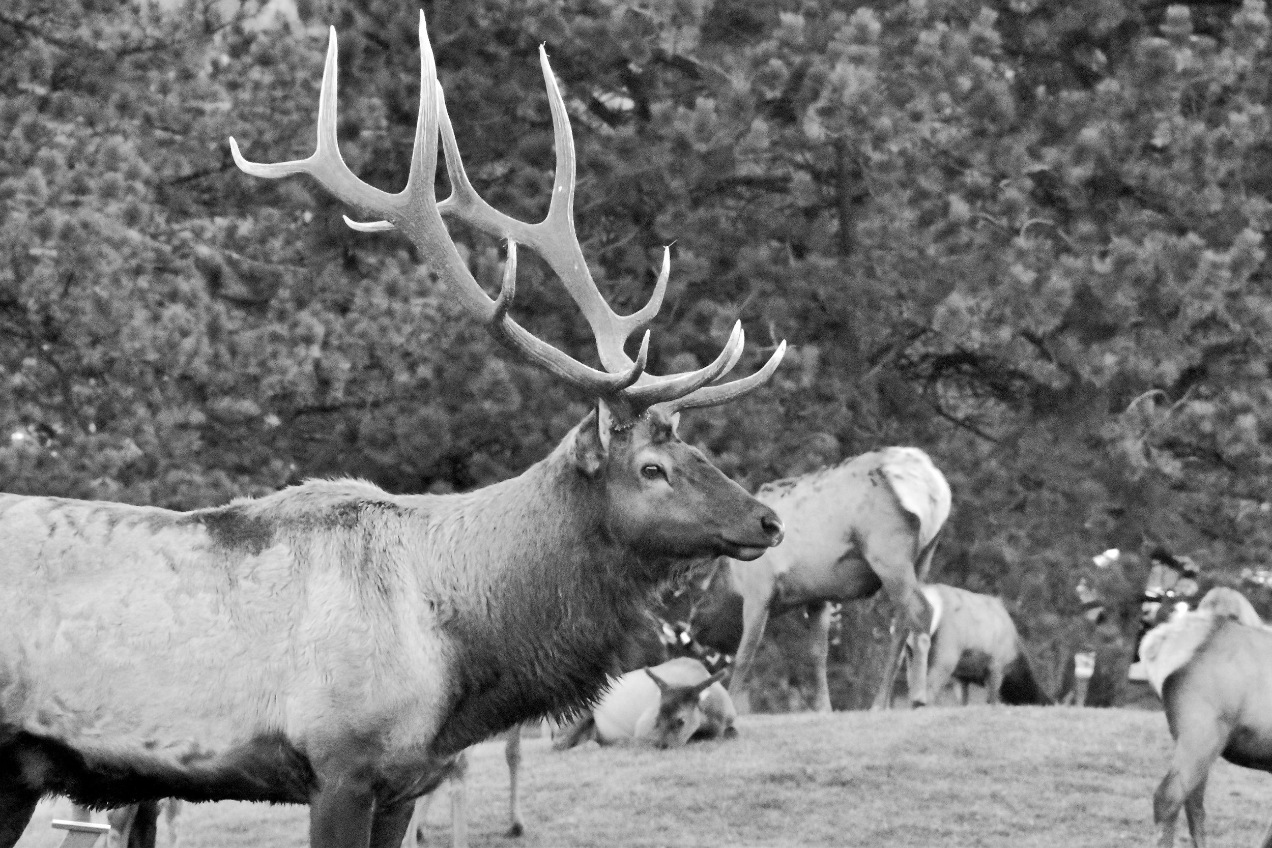 A large elk with impressive antlers standing on a grassy area with other elk in the background, and trees behind them.