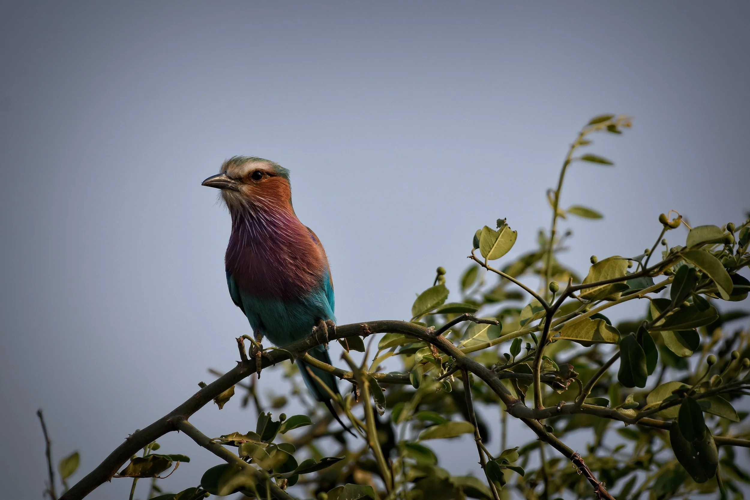 Lilac-breasted Roller African Wildlife Photography Print