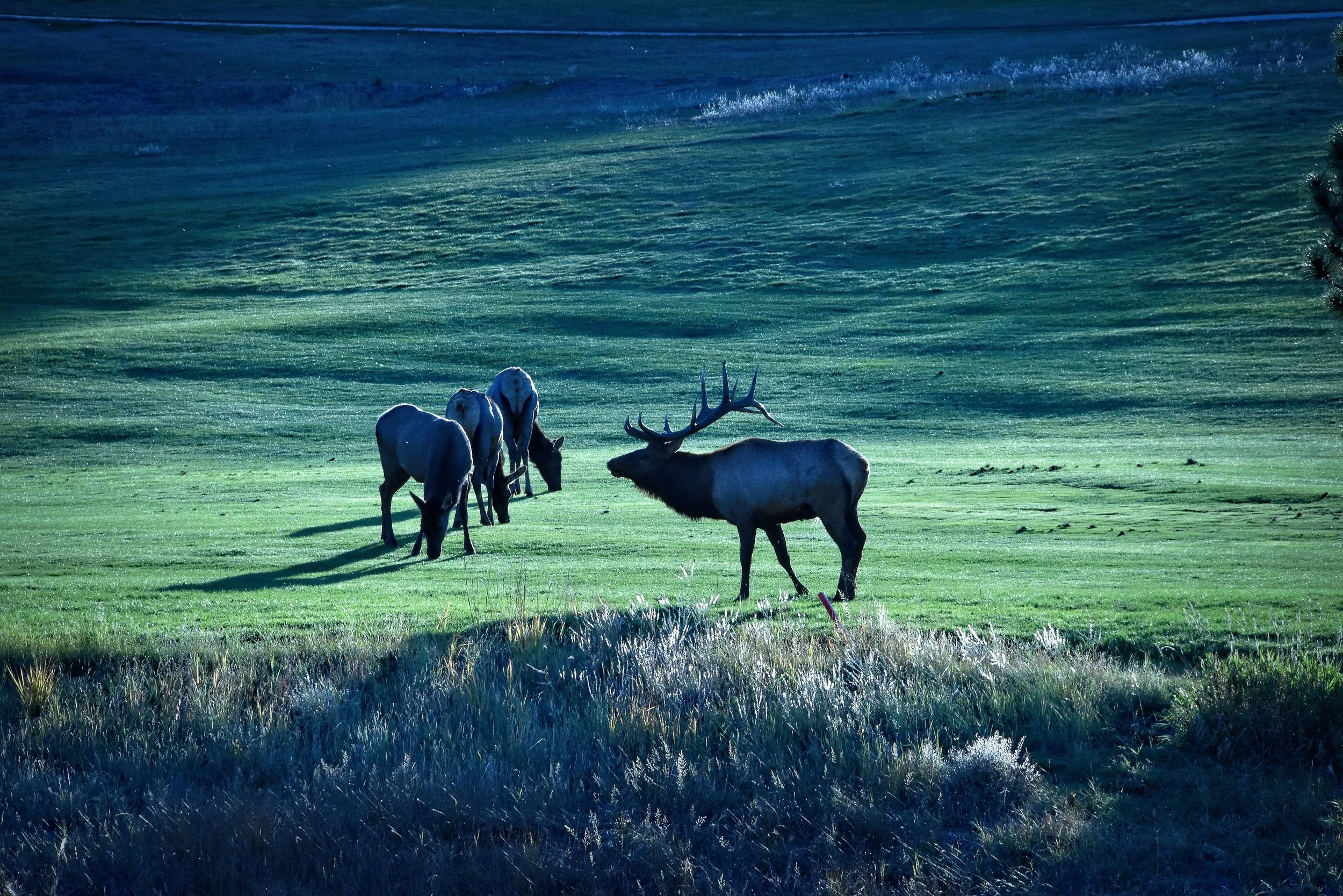 A group of elk grazing on green grass in a natural landscape with a moose with antlers nearby.