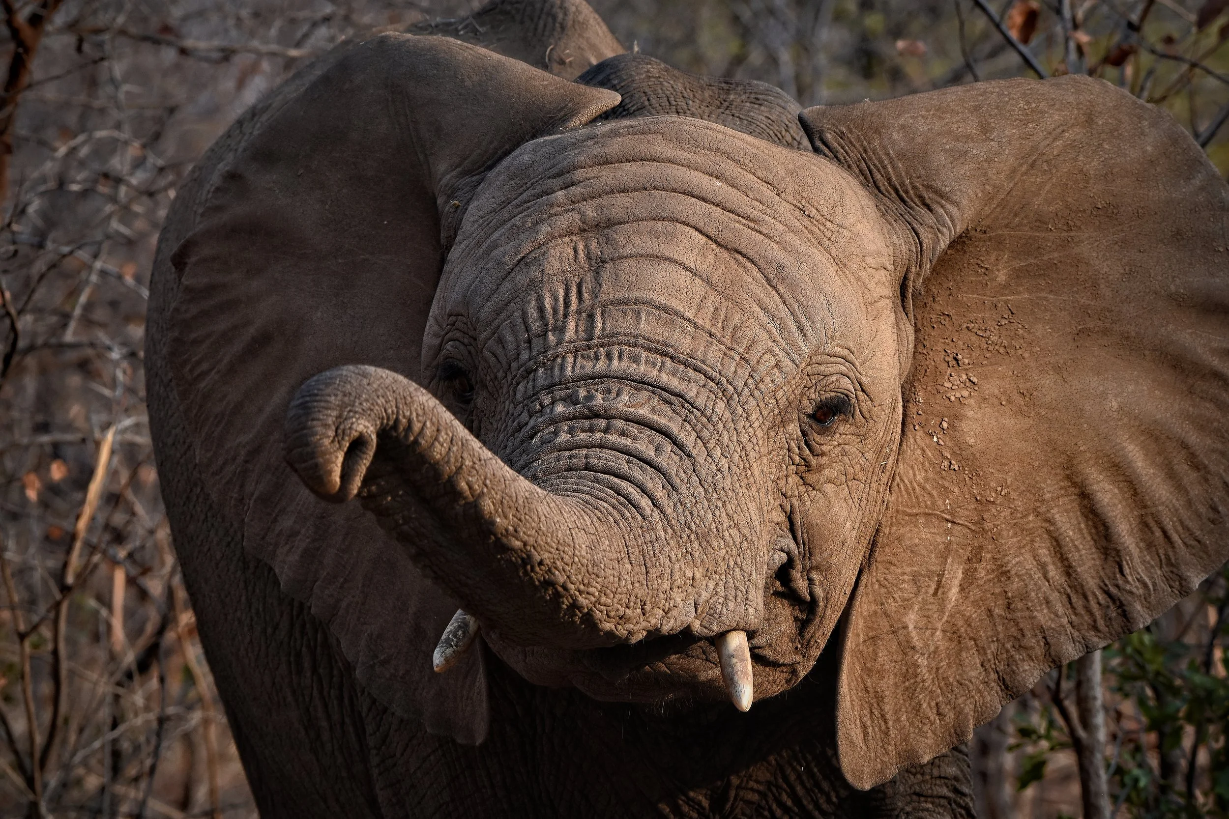 Elephant in Botswana, Africa