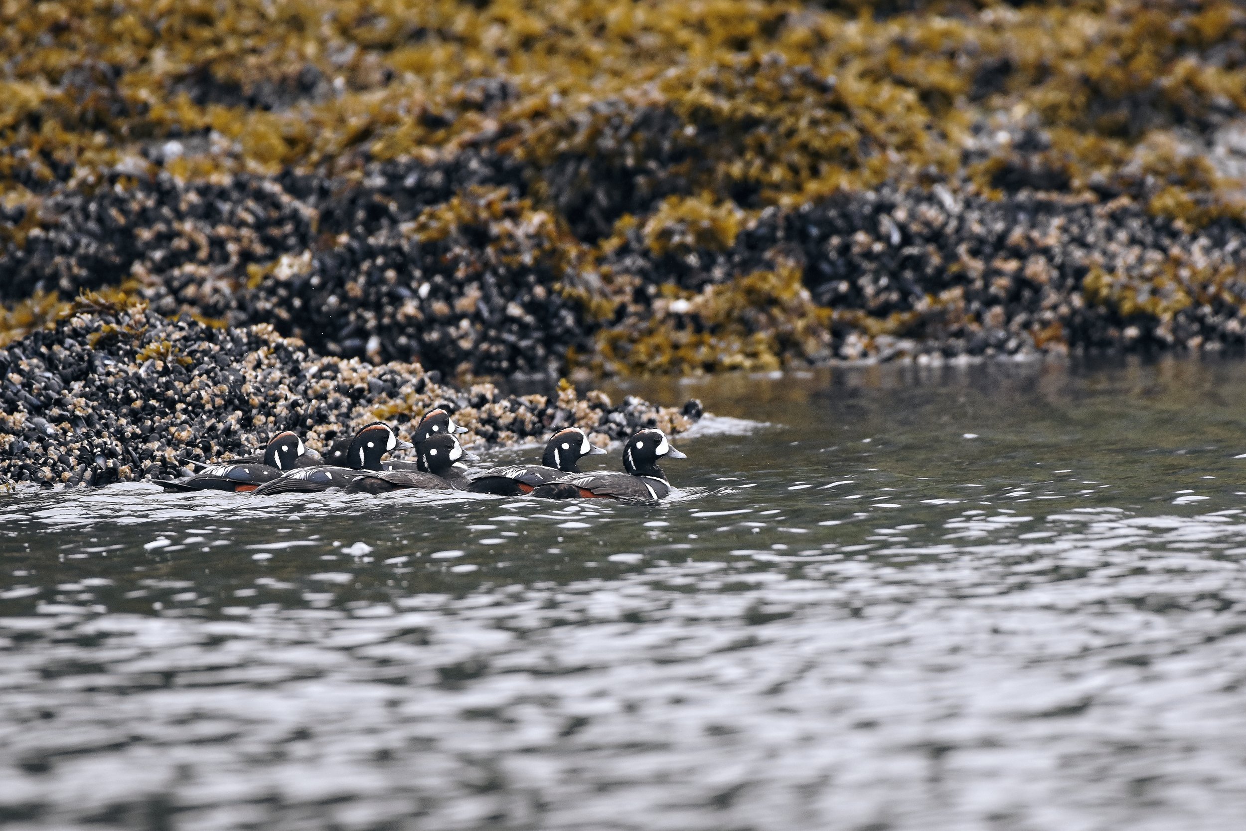 Harlequin Ducks in Juneau, Alaska