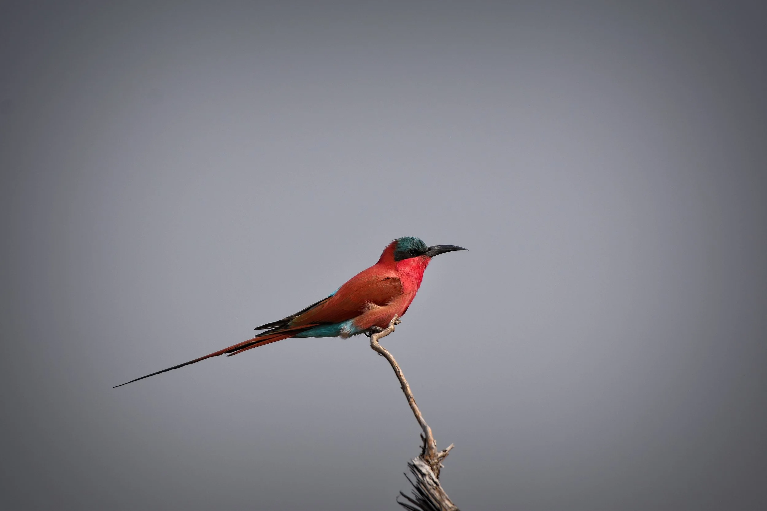 Common Bee-eater in Botswana, Africa