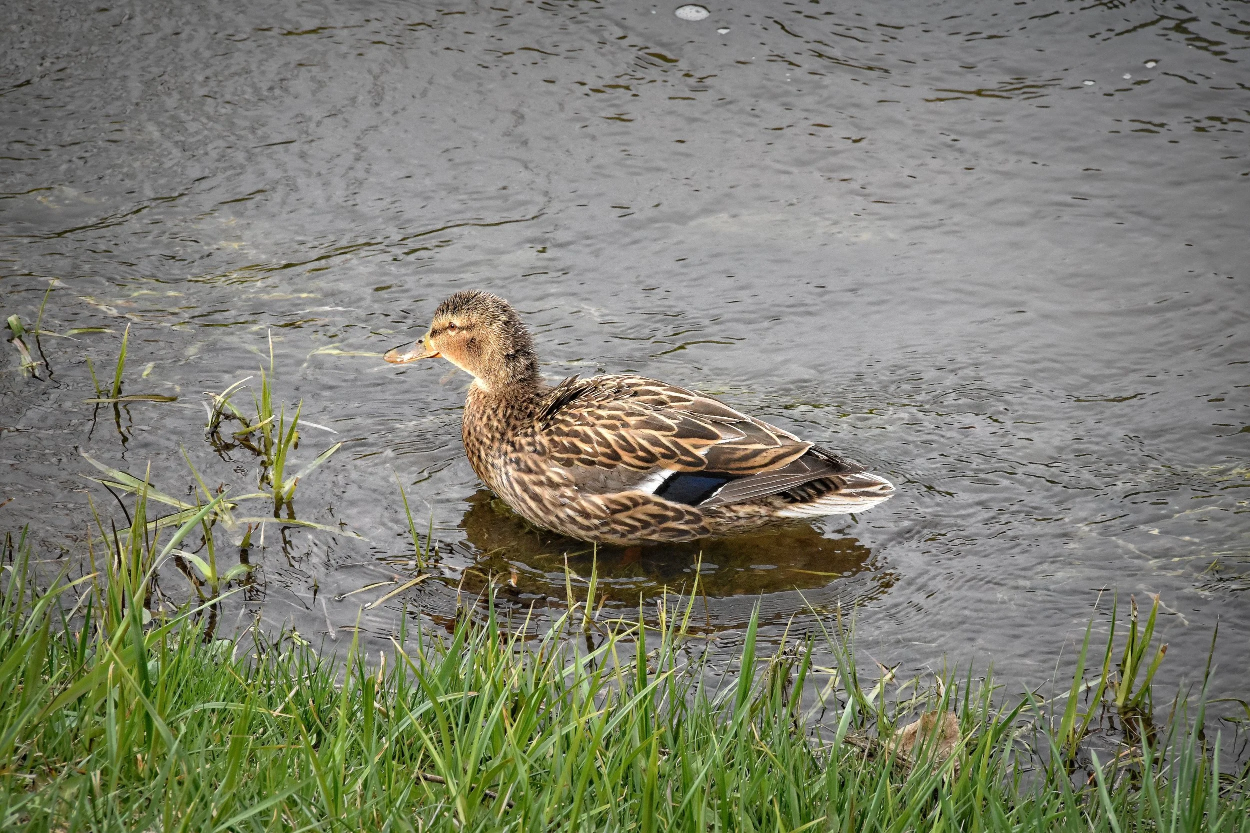 A female mallard duck standing in a shallow body of water near green grass, with ripples on the water surface.