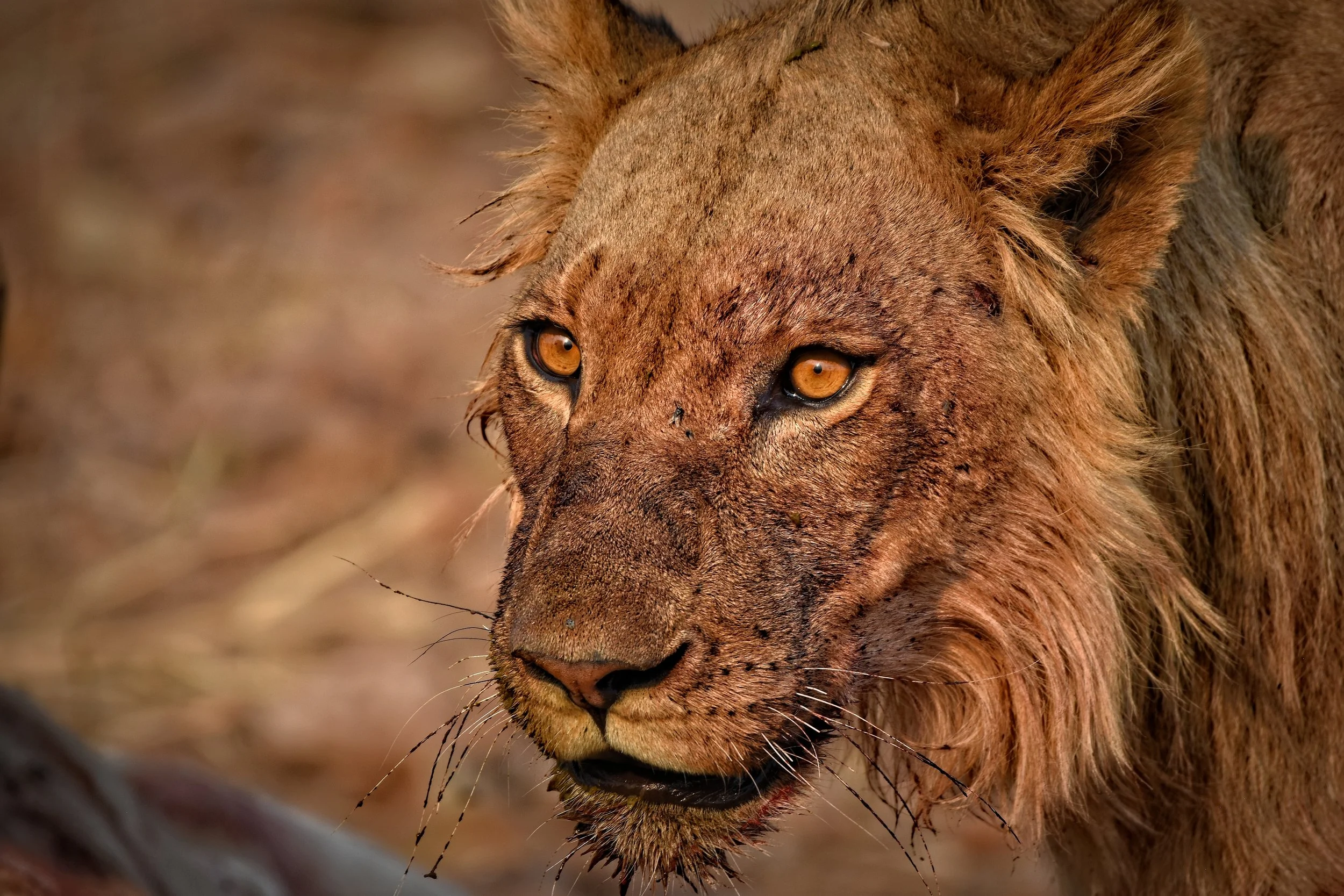 Lion in Botswana, Africa