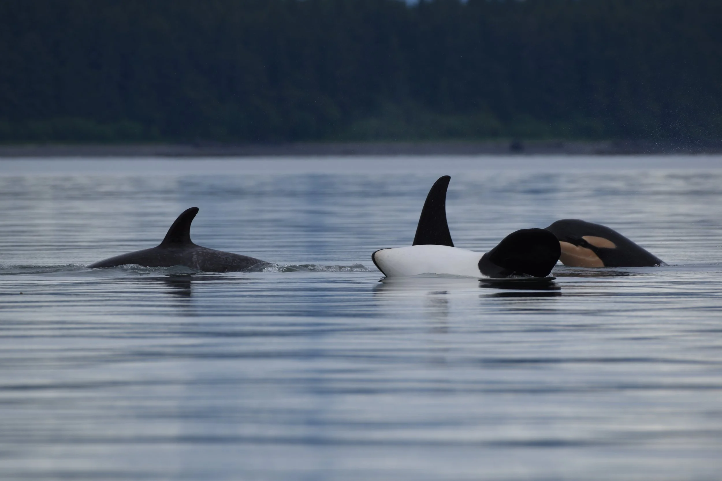 Orcas in Juneau, Alaska