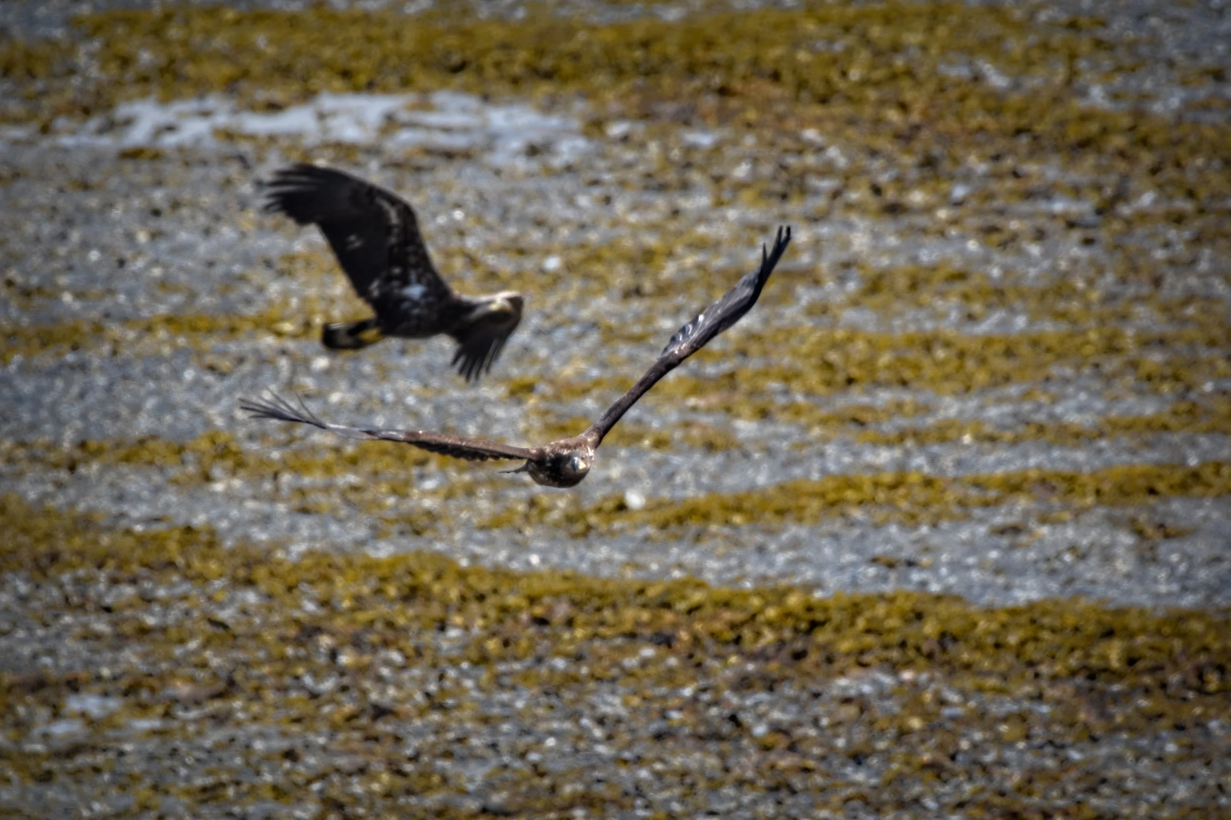Juvenile American Bald Eagle in Juneau, Alaska
