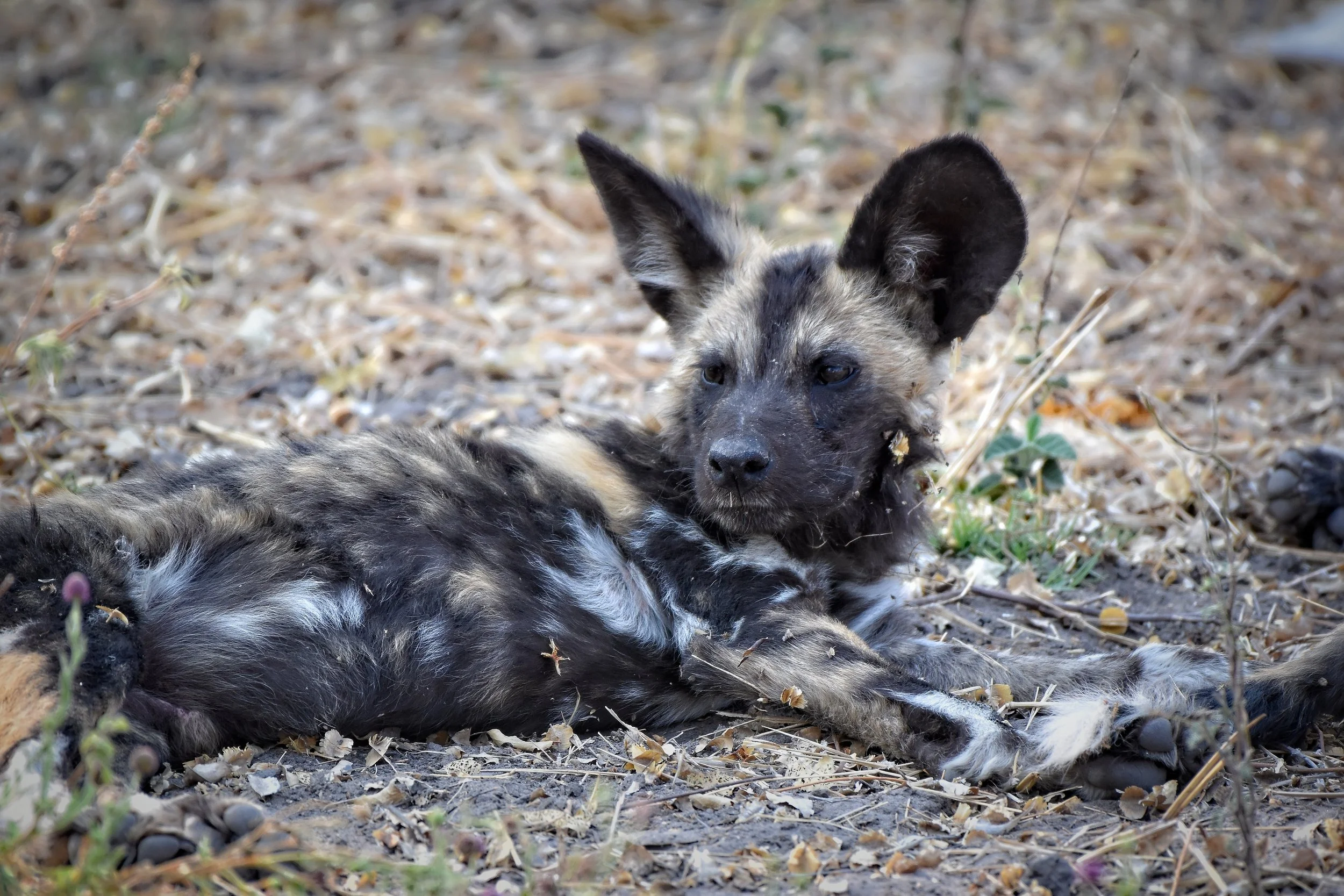 Painted Wild Dogs in Botswana, Africa