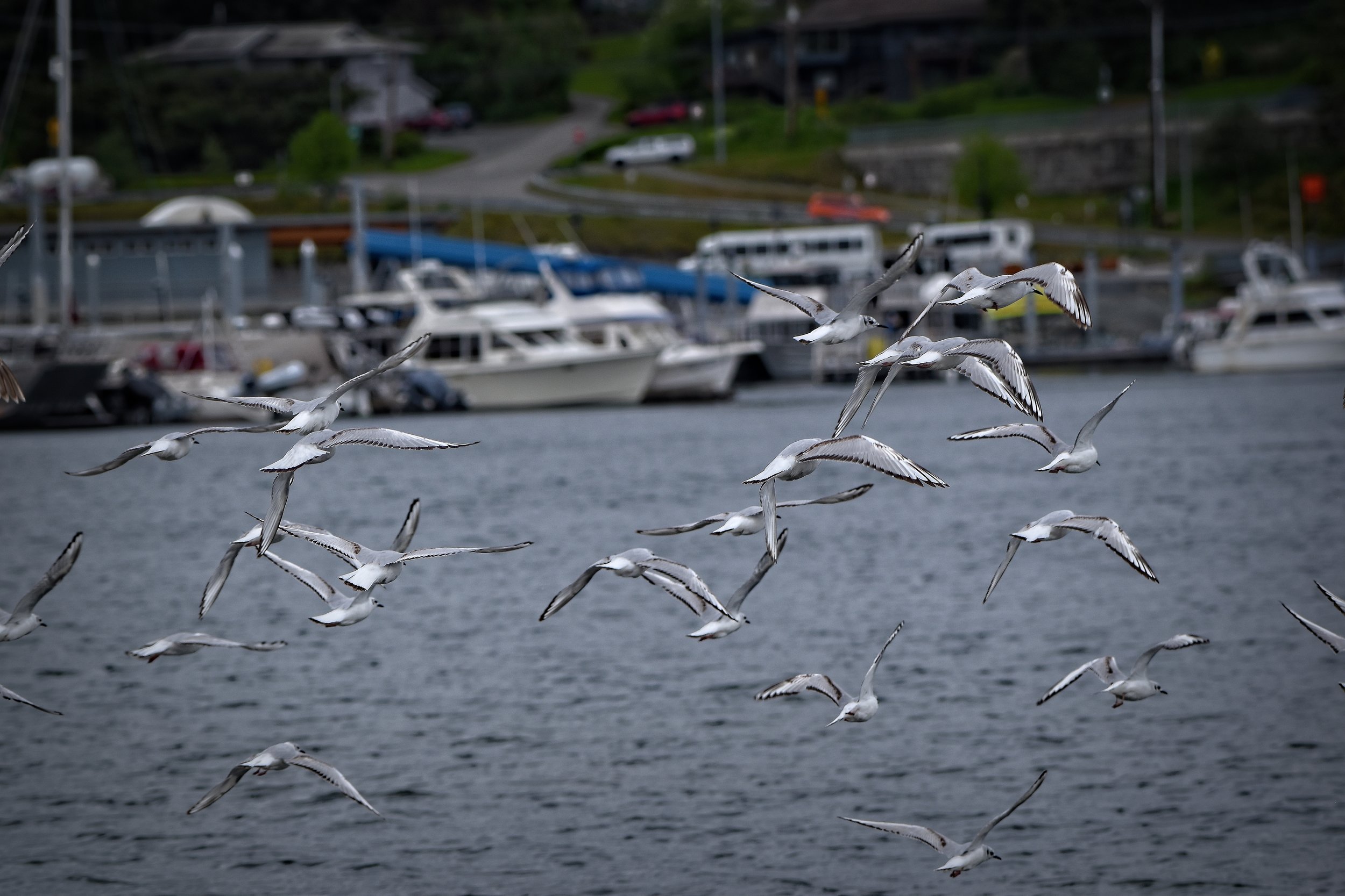 Gulls in Juneau, Alaska