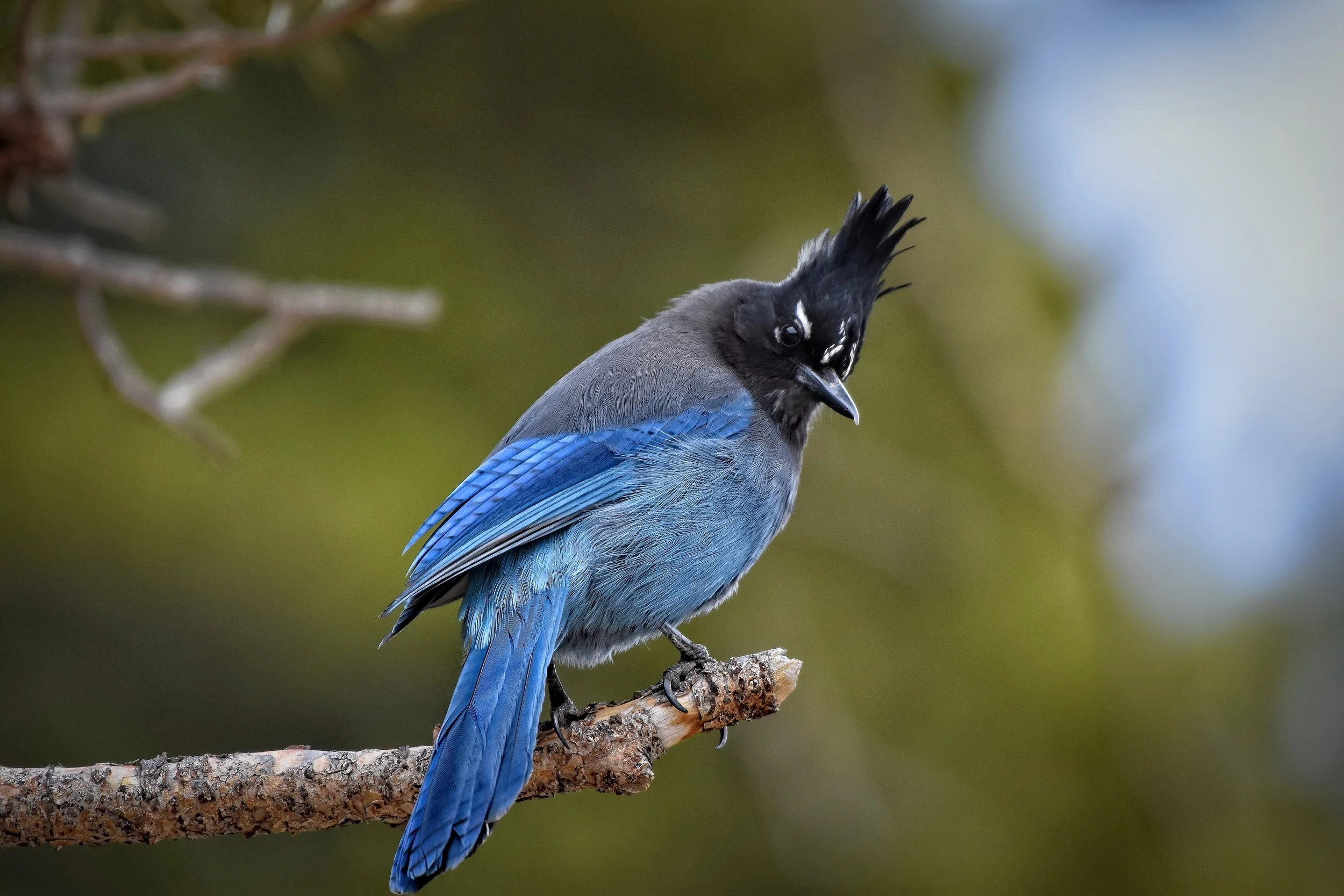 Songbirds: Voices of the Morning