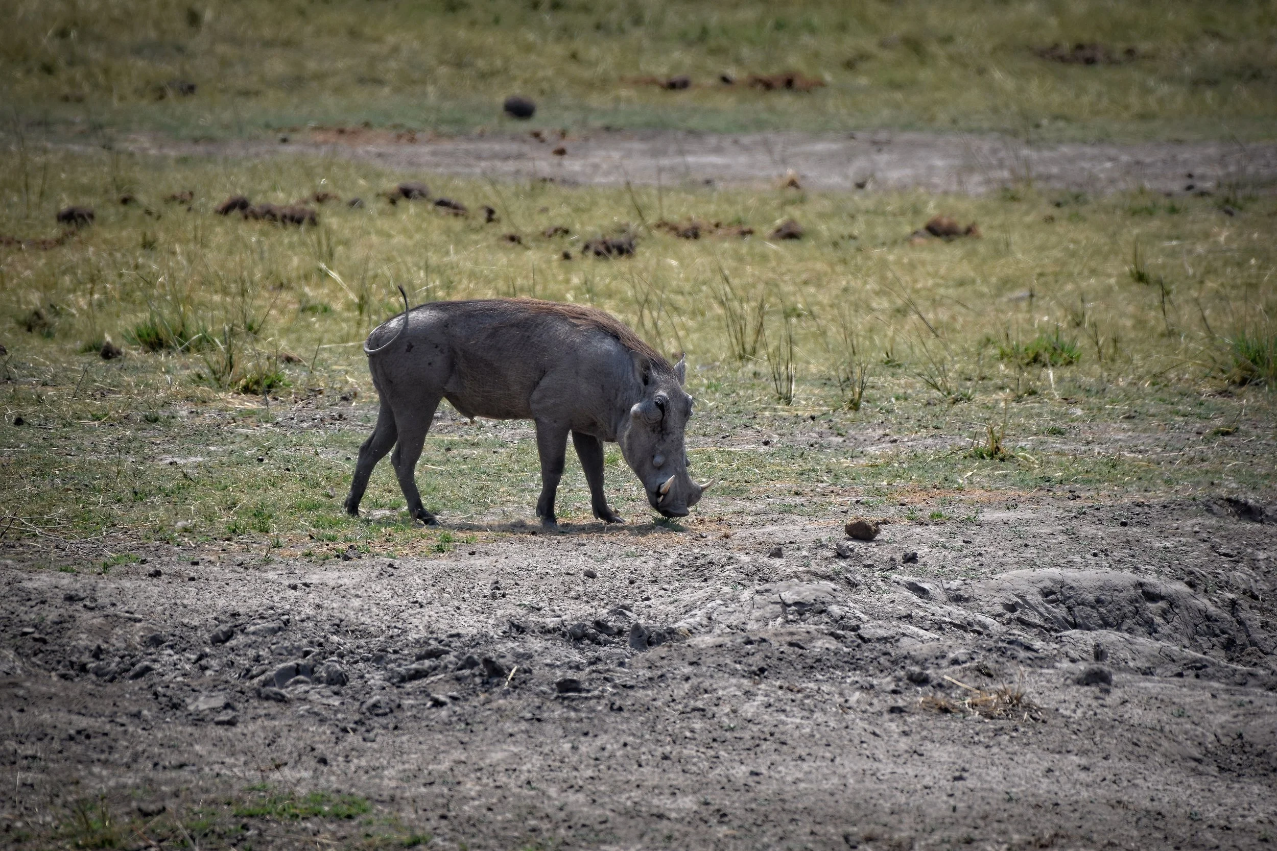 Warthog in Botswana, Africa