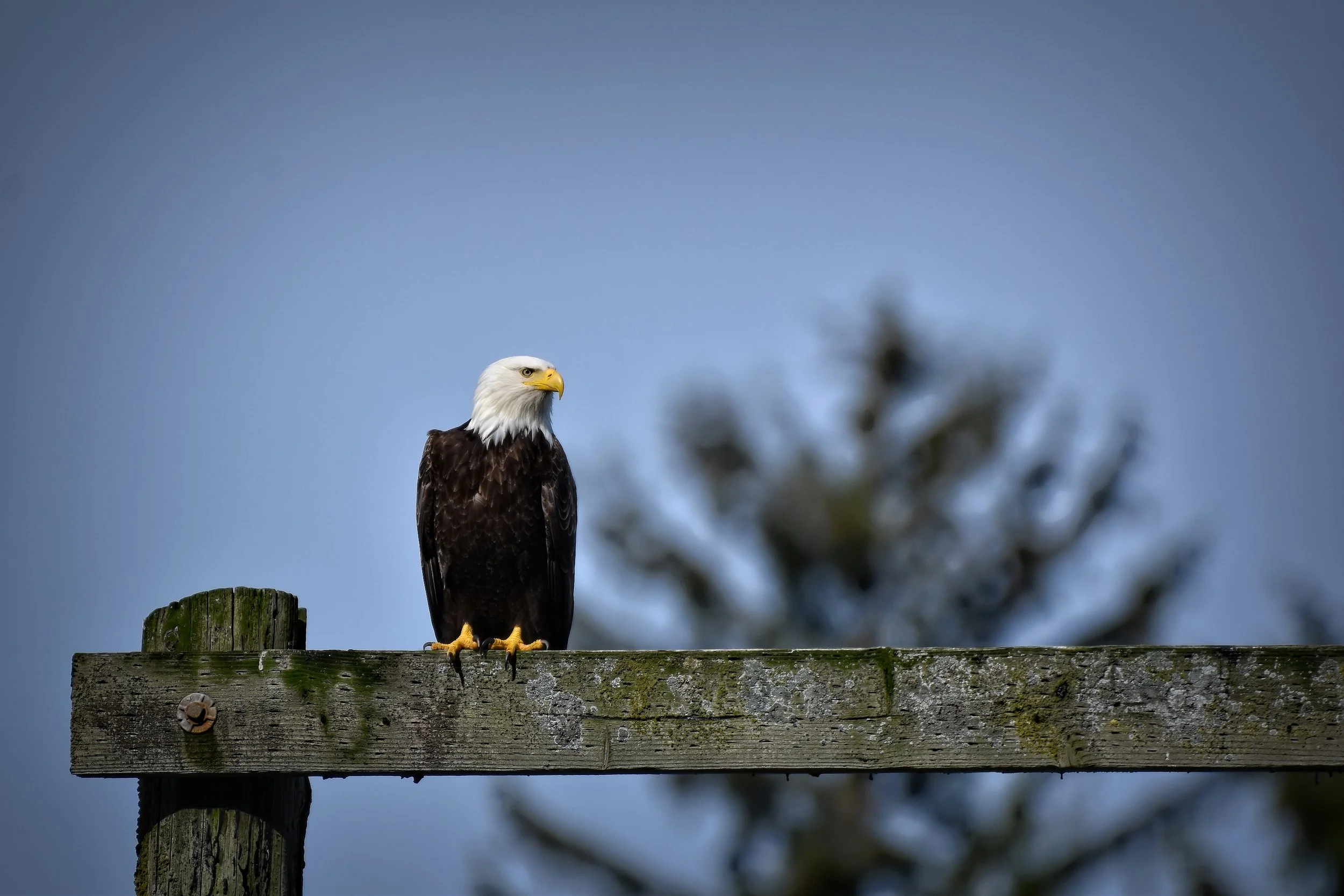 American Bald Eagle perched in Juneau, Alaska
