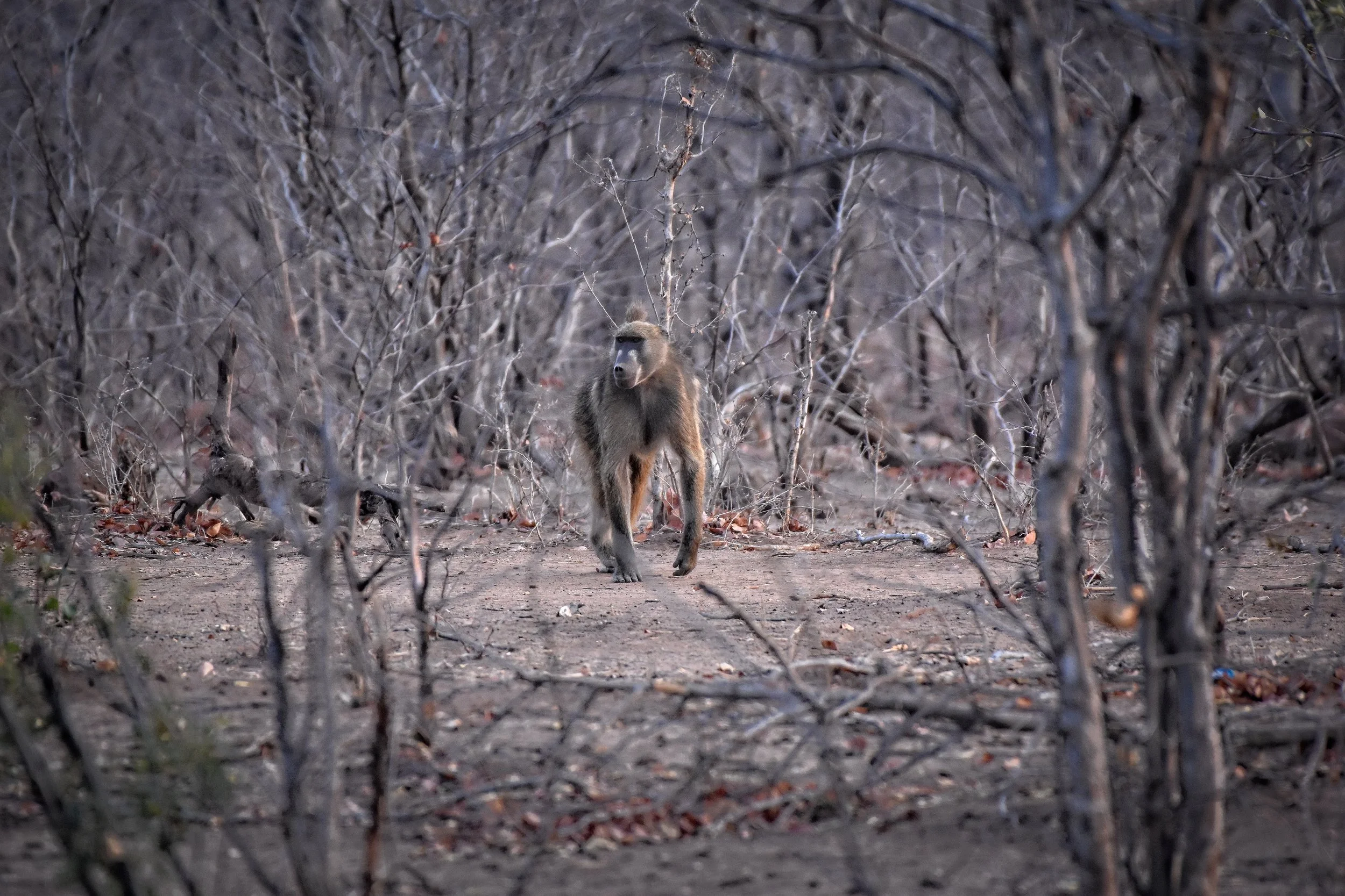 Baboon in Botswana, Africa