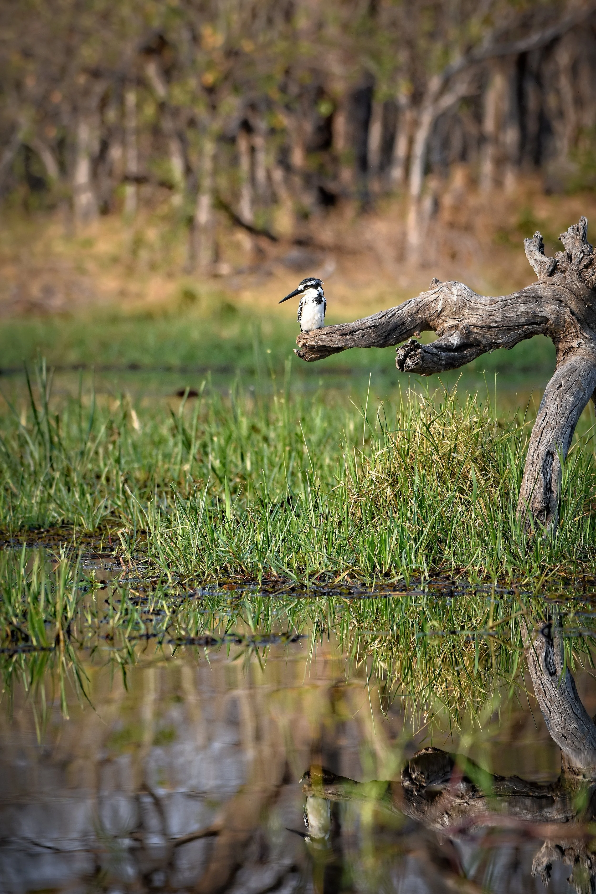 Pied Kingfisher in Botswana, Africa