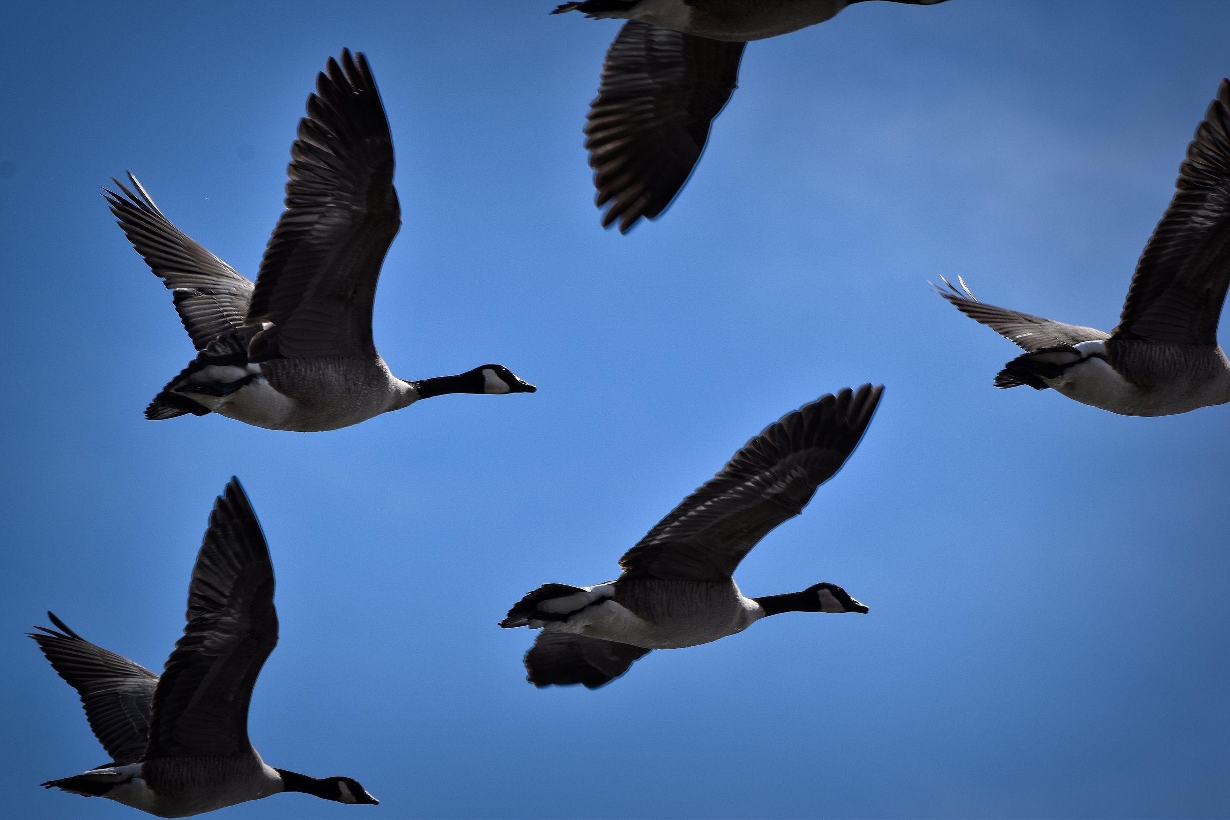 Canadian Geese in flight overhead in Colorado