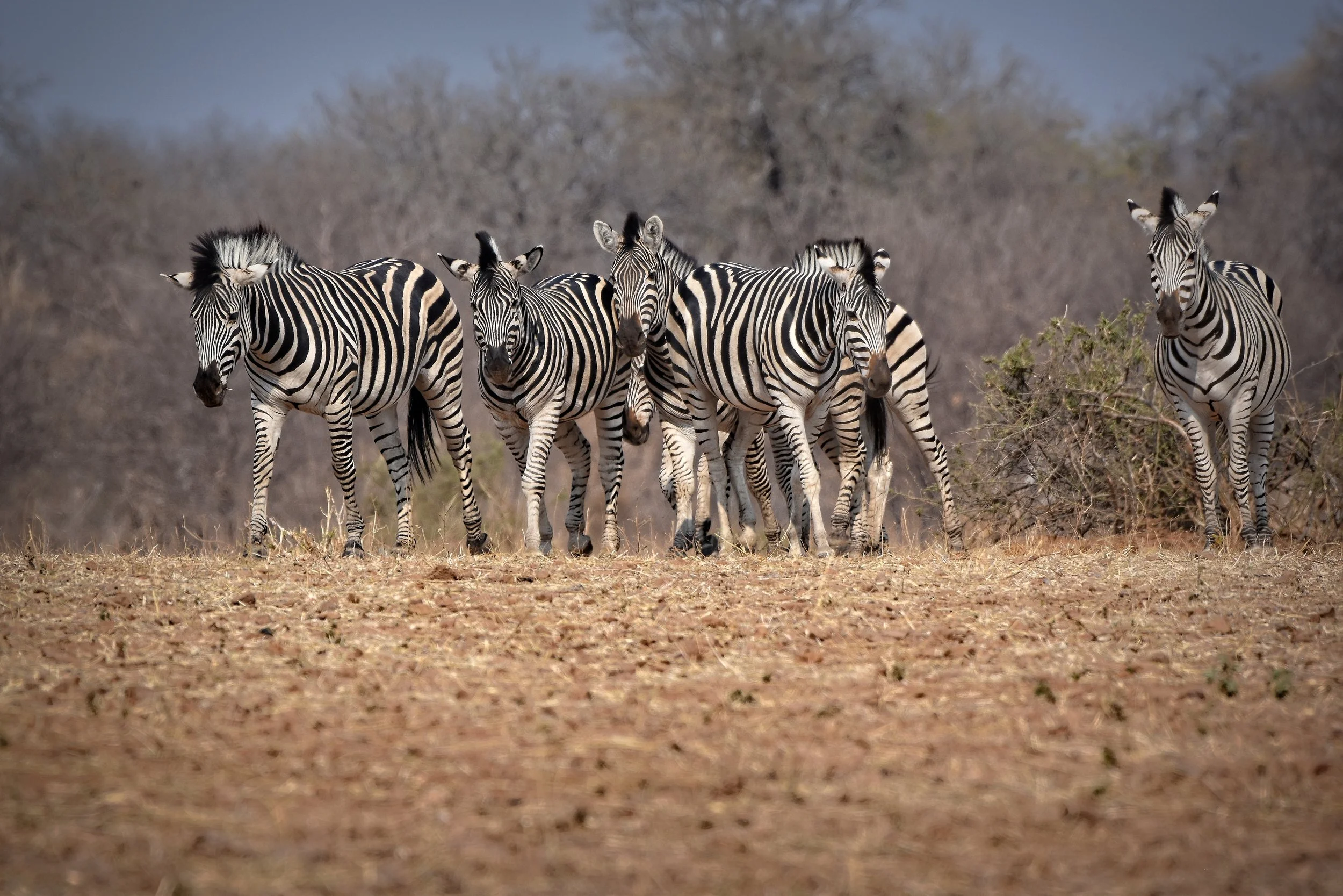 Zebra in Botswana, Africa