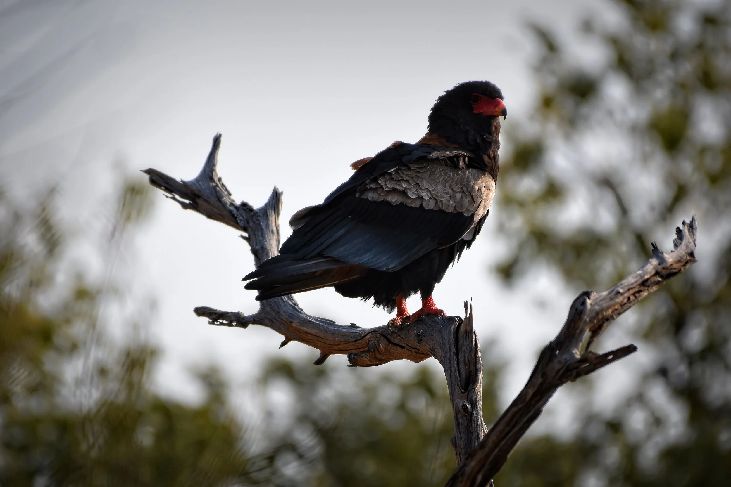 Bateleur in Botswana, Africa