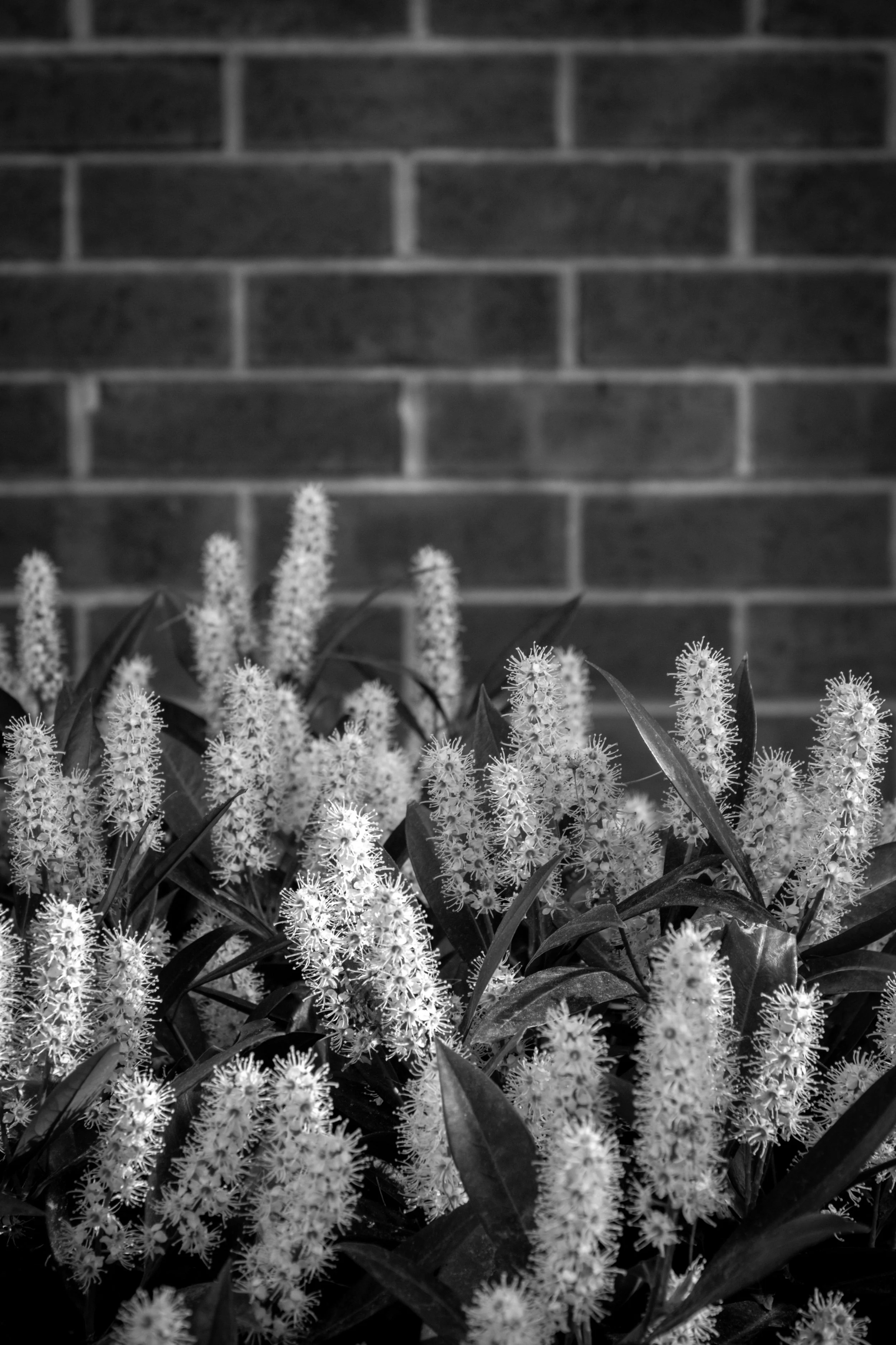 Black and white image of flowers against a brick wall. Hell's Kitchen, New York City.