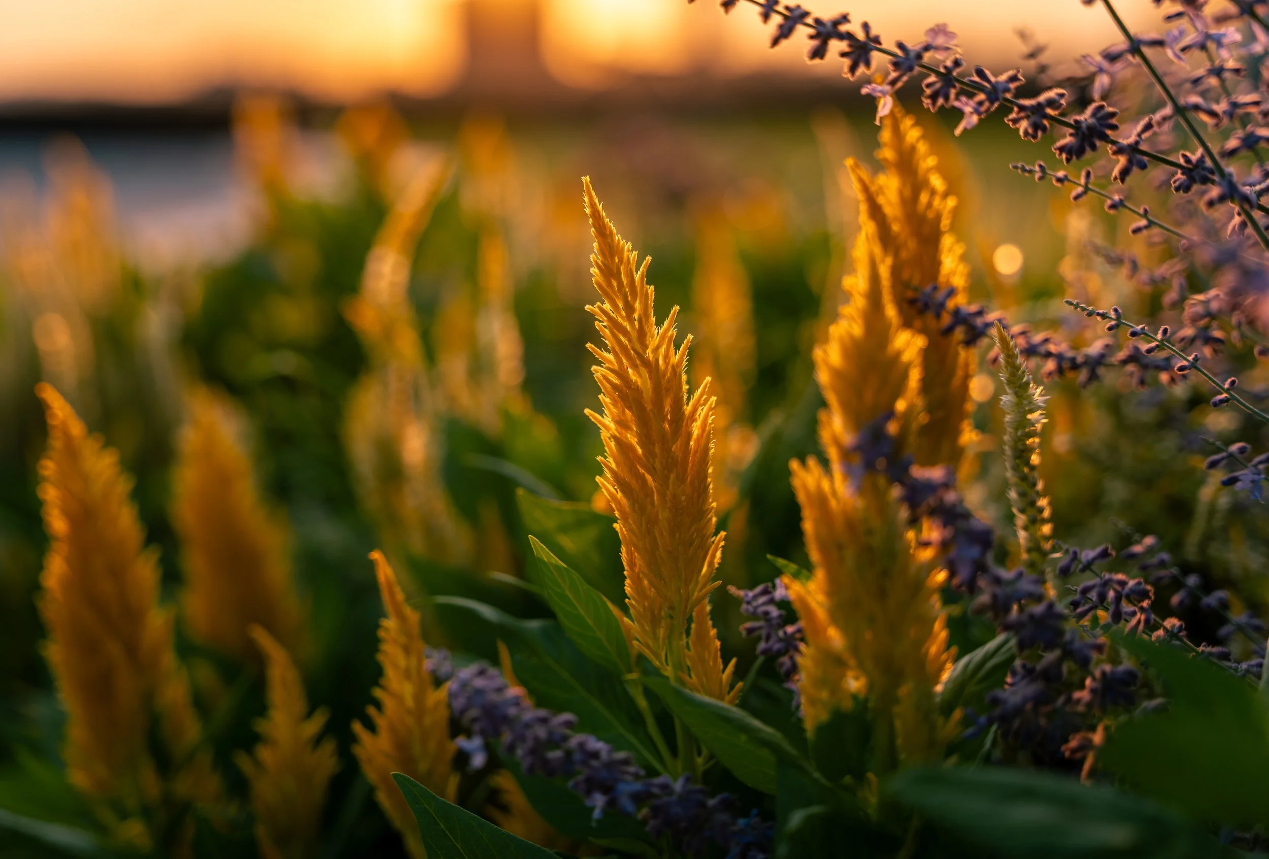 Backlit flowers at NYC's Pier 57, facing toward the Hudson River. A yellow flower is the main focus.