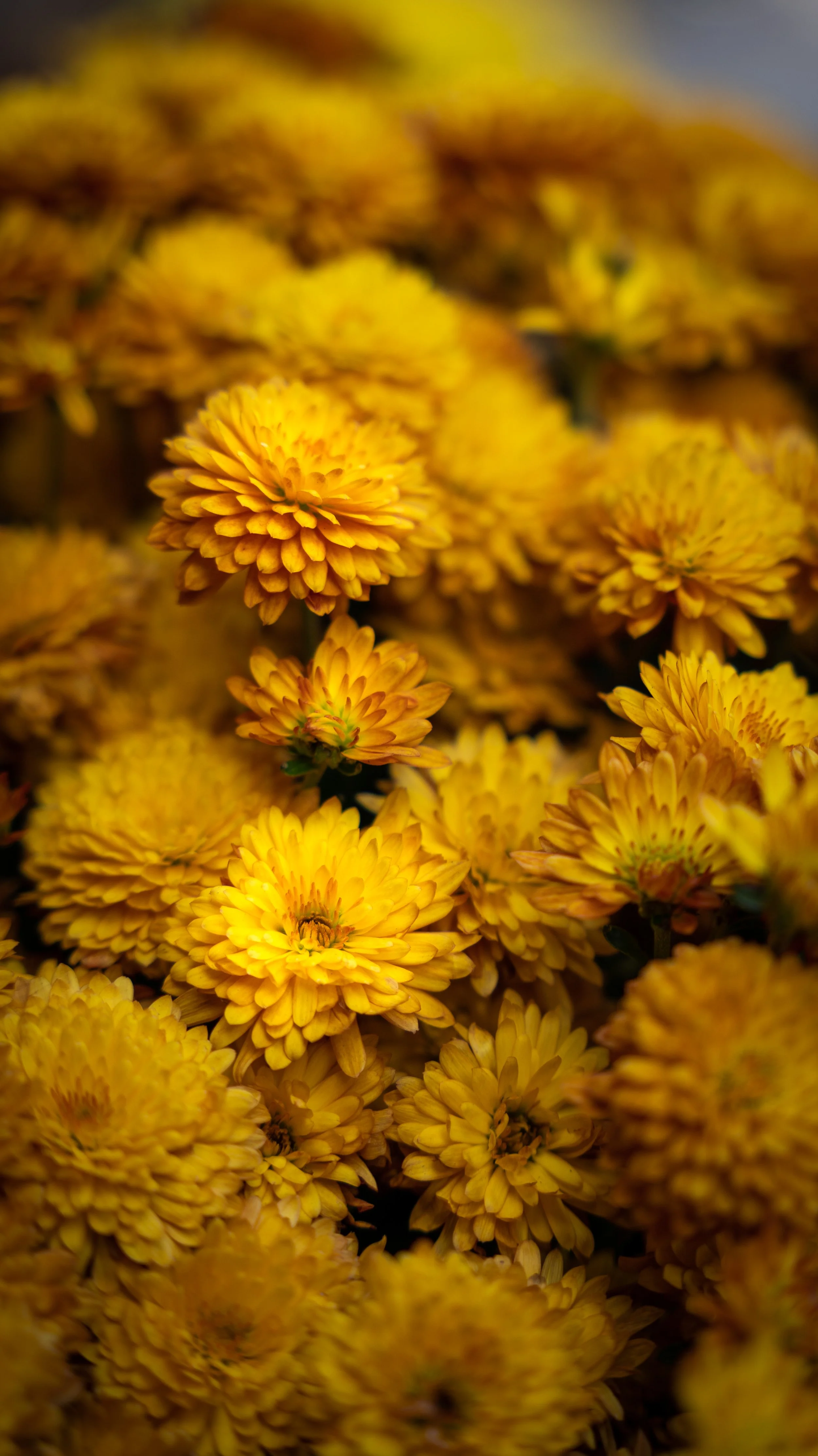 Yellow-orange mums, taken in Hell's Kitchen, NYC
