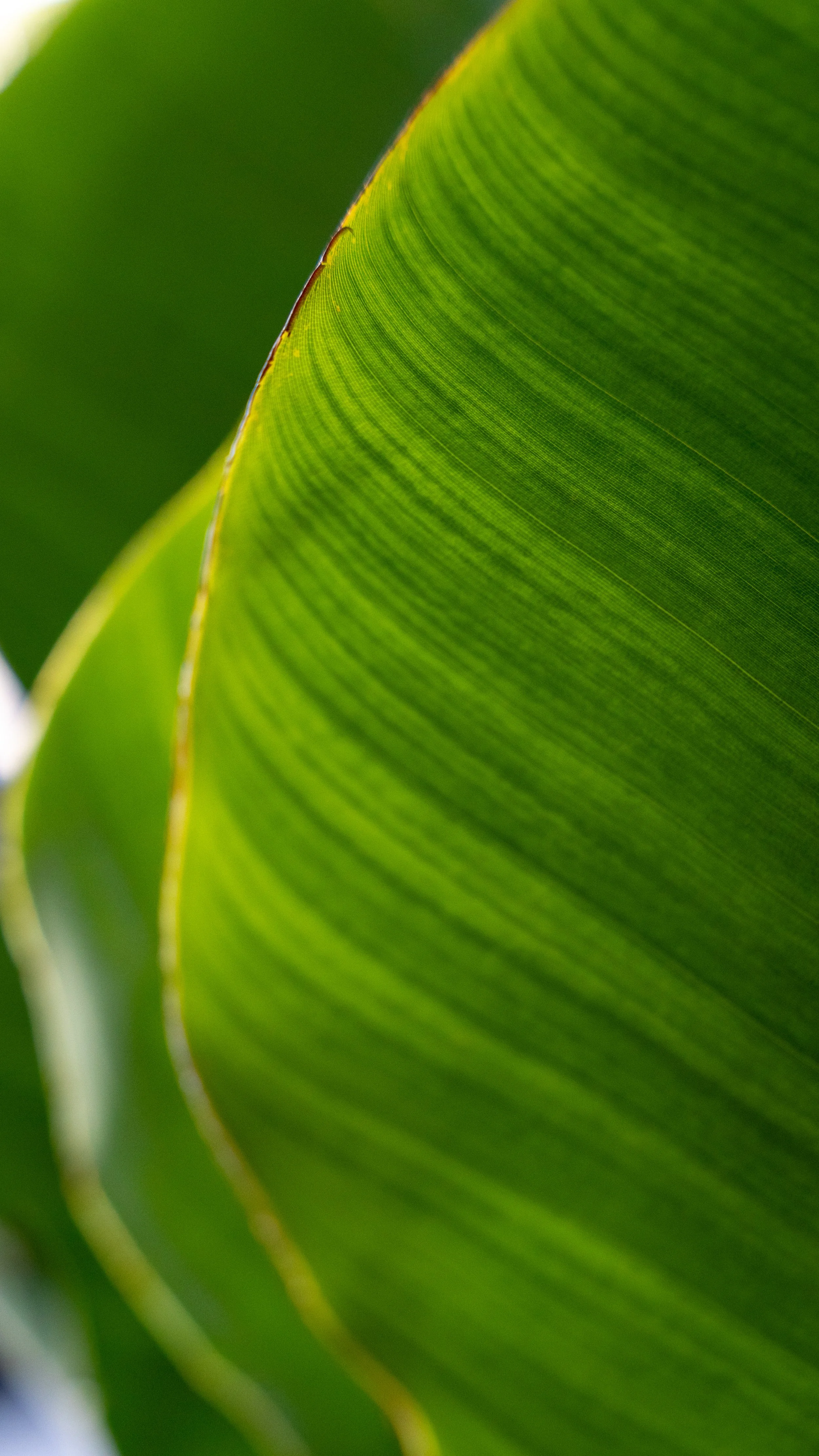 Closeup of the leaves on a coffee shop plant