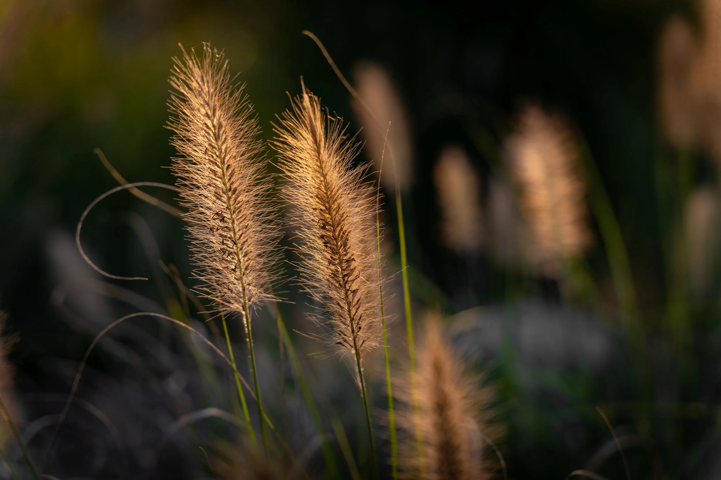 Wheat-like plants backlit in Congers, Rockland County, New York State.