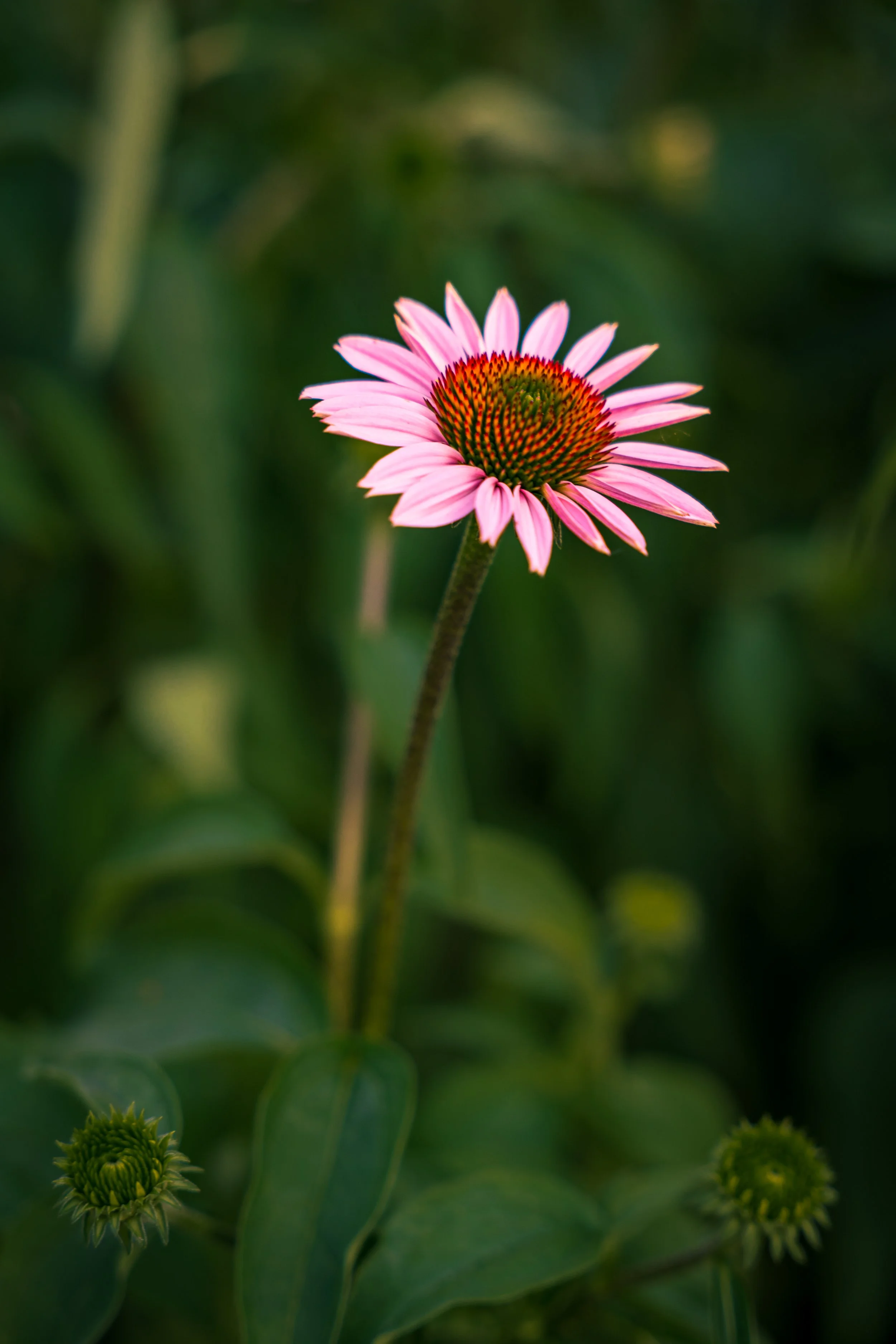 A pink daisy-like flower surrounded by greenery at Riverside Park South, Upper West Side, New York City.