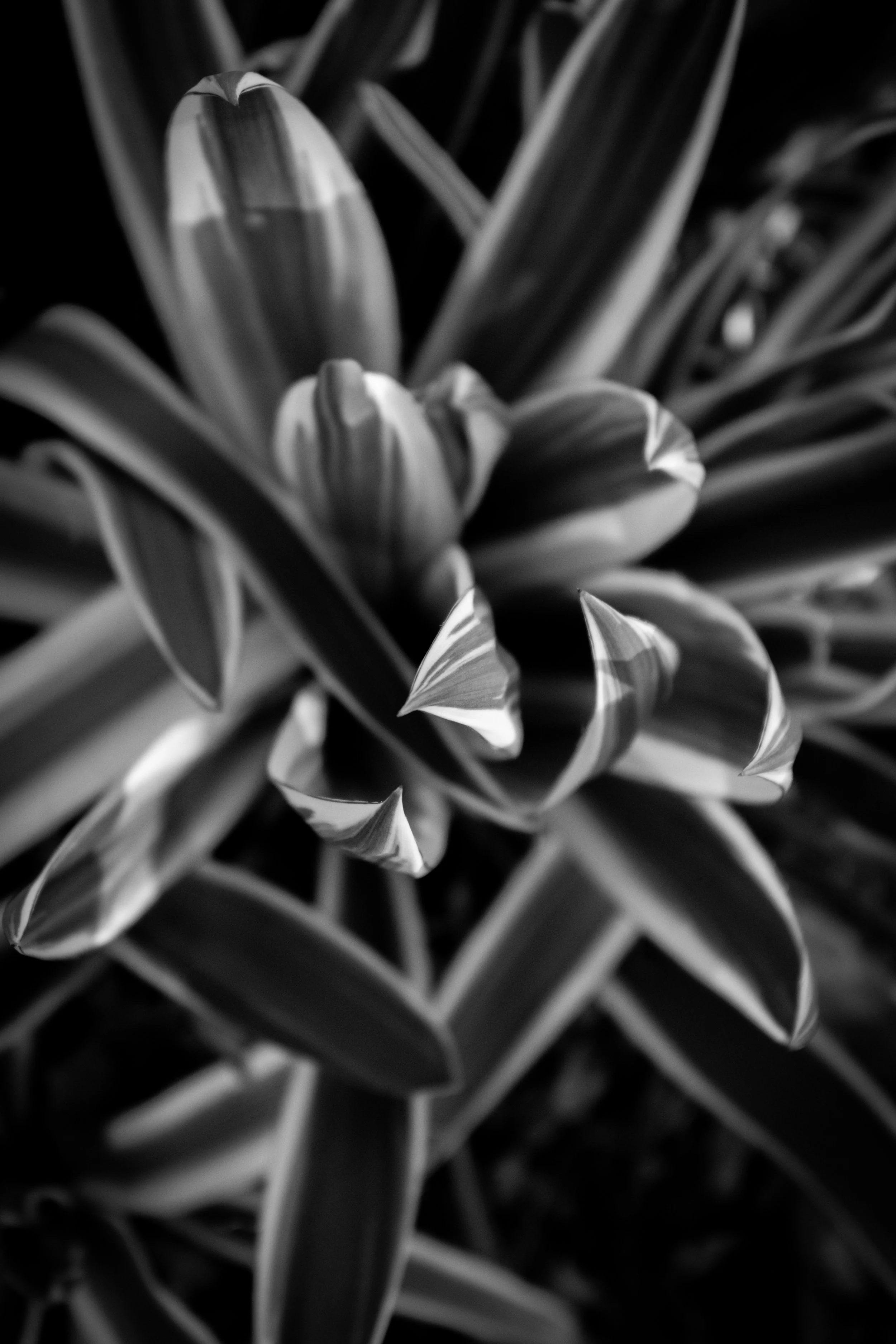 A black and white photo of a bush with long leaves that have pointed tips.