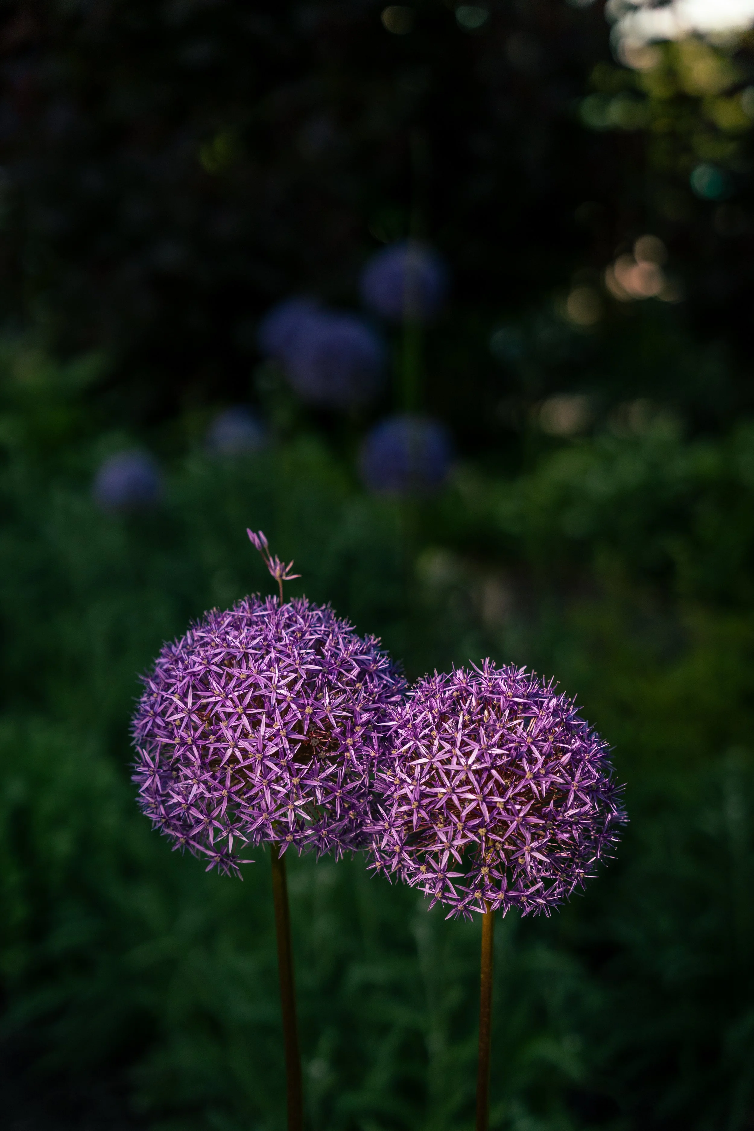 Purple pom pom flowers, called allium, in Hudson River Park, NYC.