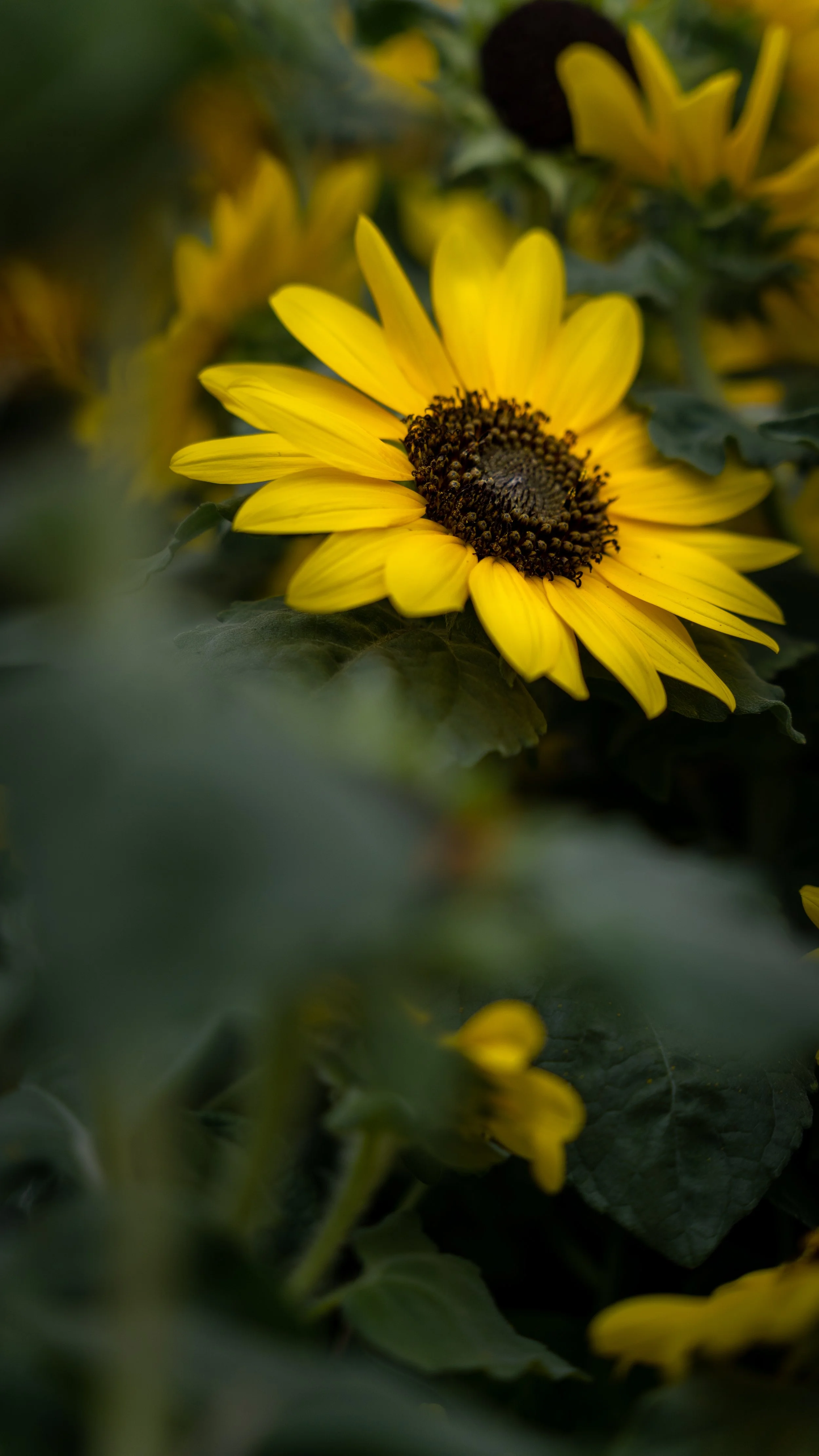 A yellow oxeye daisy at a Lowe's in New Jersey