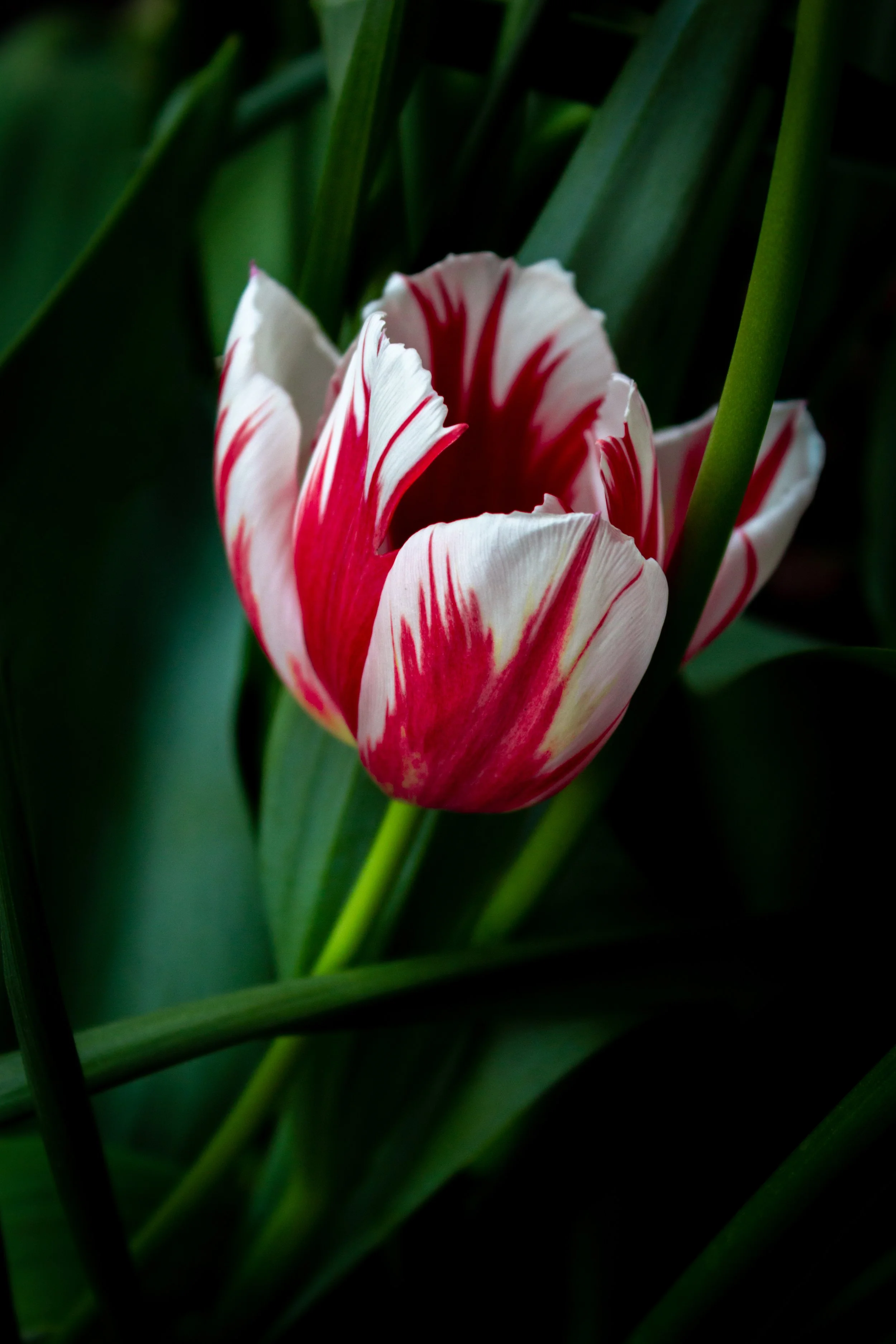 A red and white Rembrandt tulip in Hell's Kitchen, NYC.